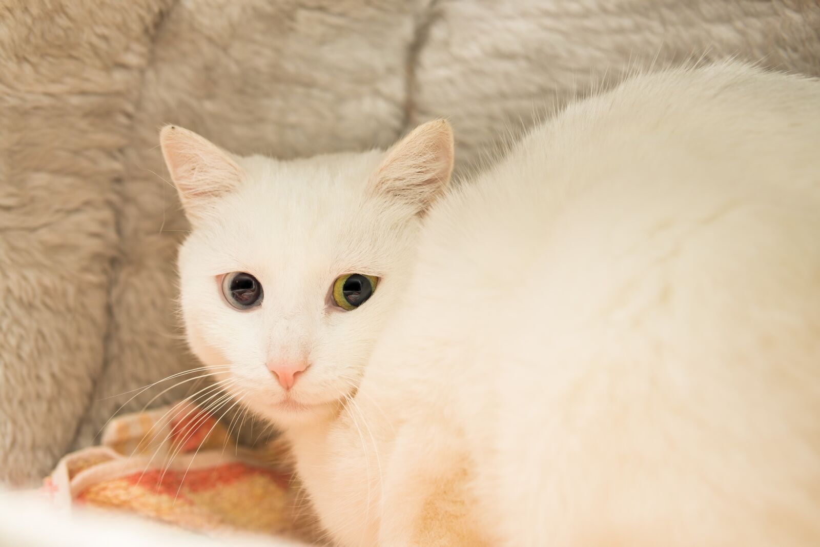 Sony a6000 sample photo. Cat, white, breed cat photography