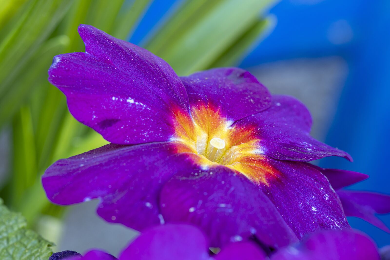 Canon EOS 80D sample photo. Primroses, nature, spring photography