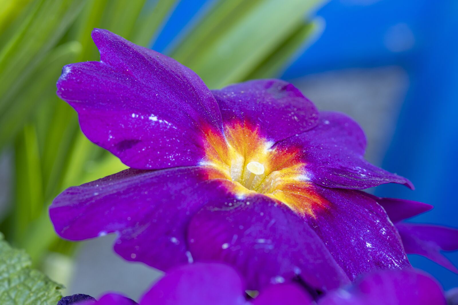 Canon EOS 80D + Tamron SP 90mm F2.8 Di VC USD 1:1 Macro sample photo. Primroses, nature, spring photography