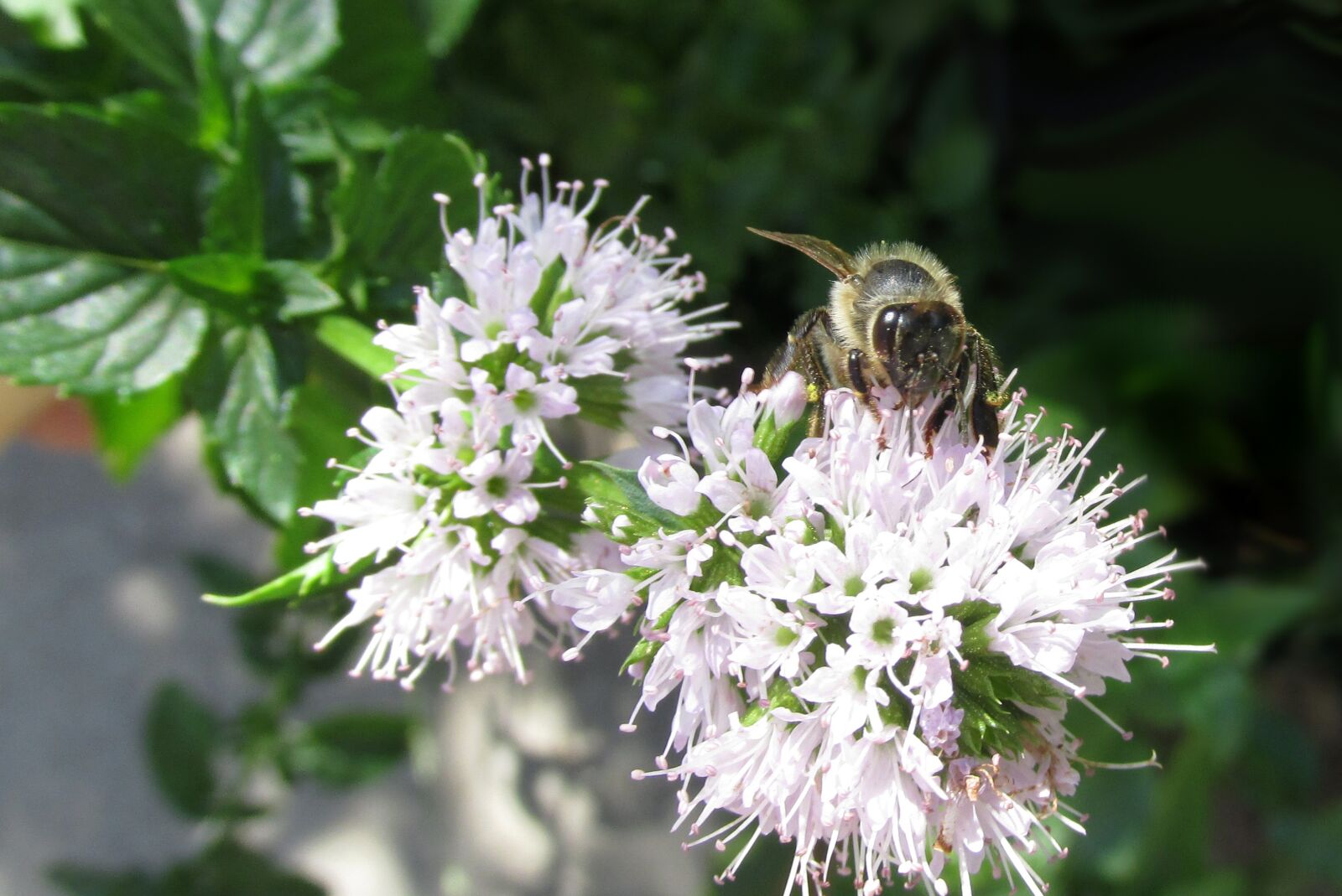 Canon PowerShot SX170 IS sample photo. Nature, bee, insect photography