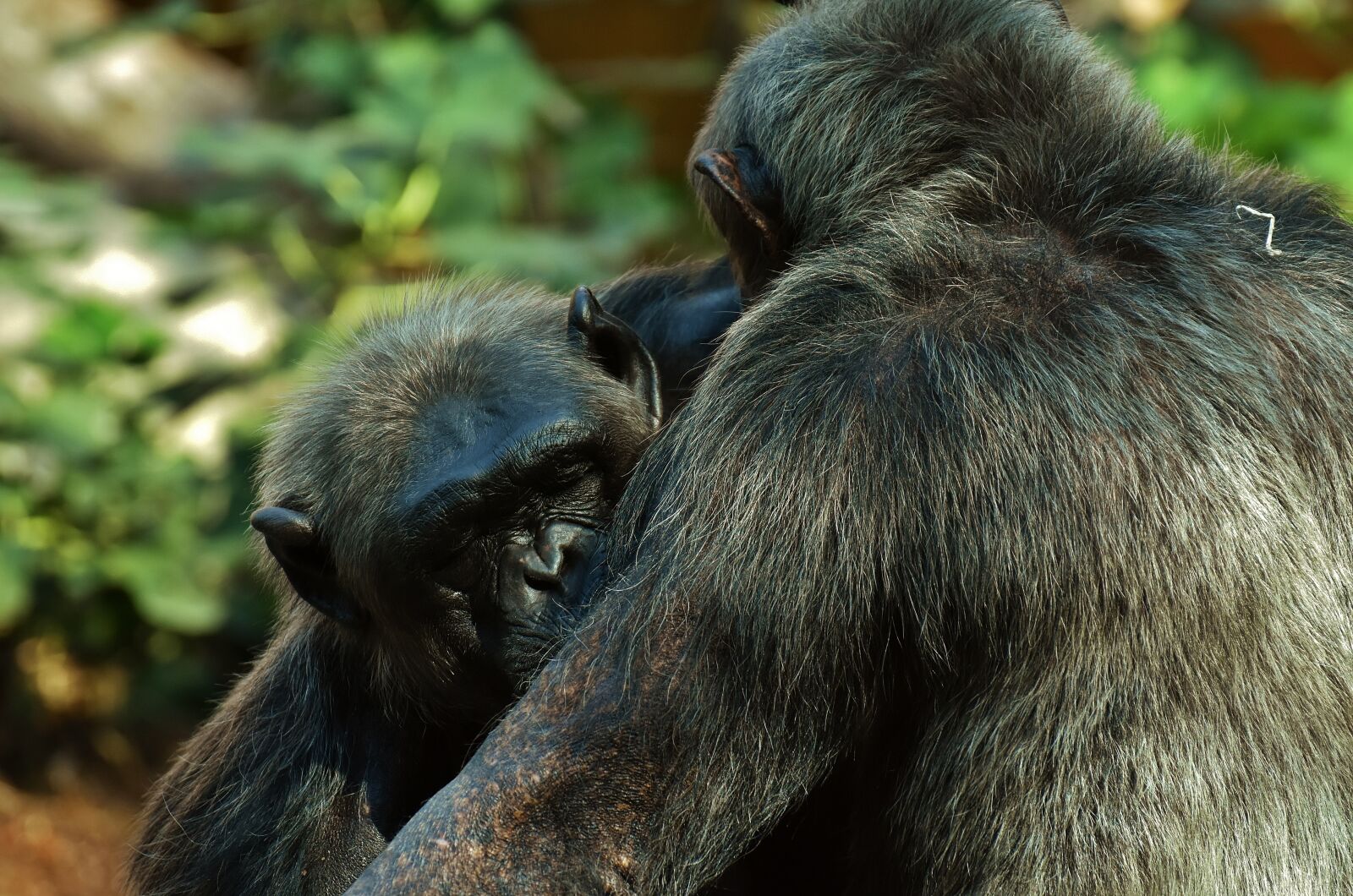 Nikon D7200 sample photo. Chimps, monkey, animal world photography