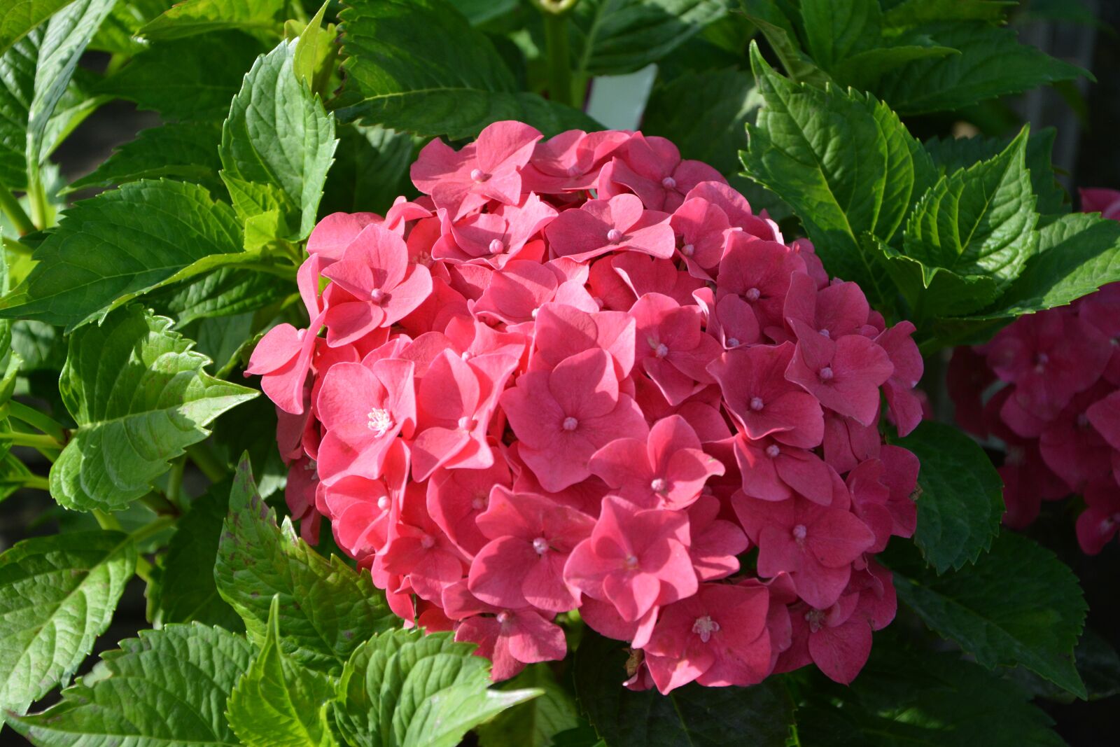 Nikon D5200 sample photo. Plant, hydrangea red, flower photography