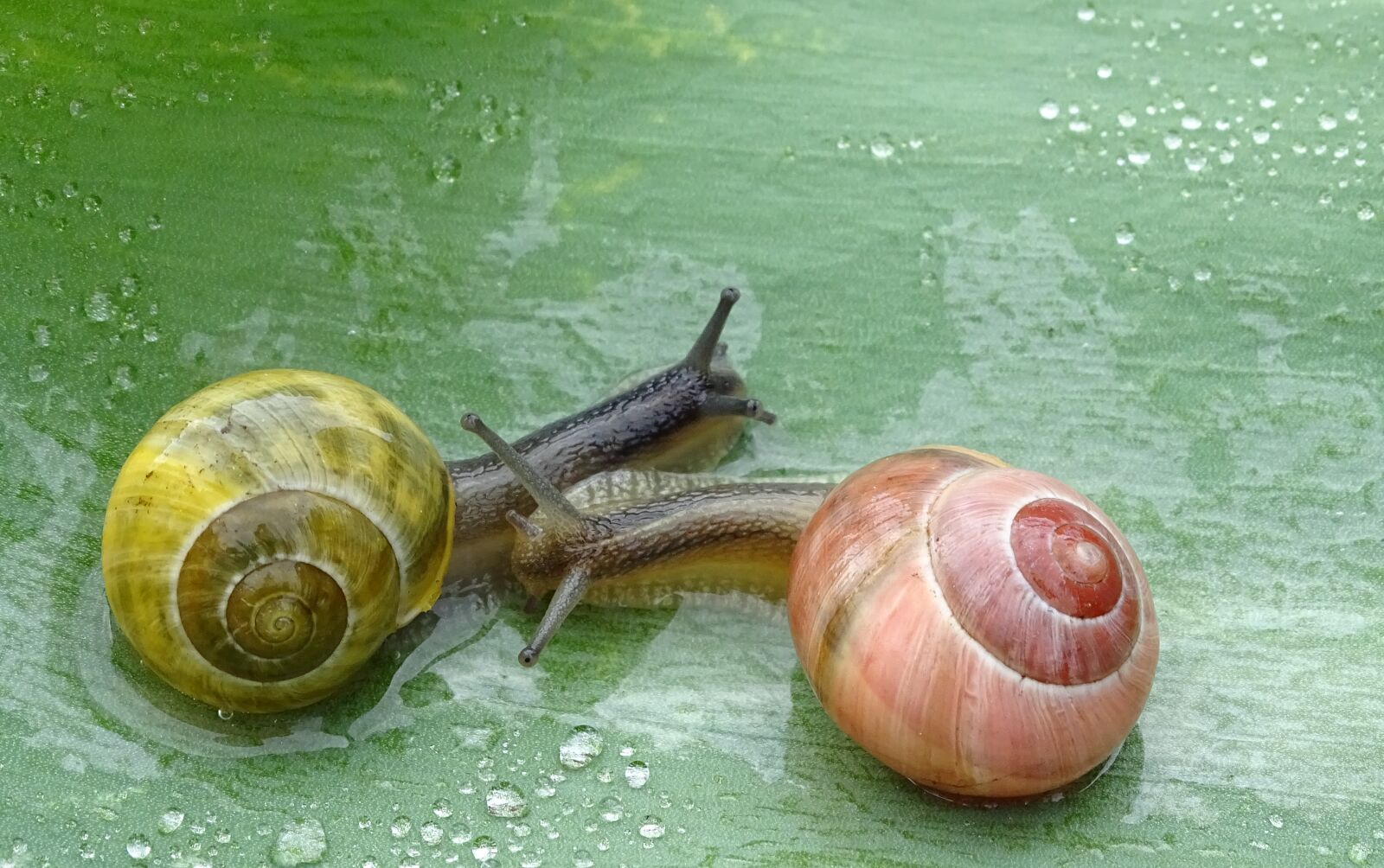 Sony Cyber-shot DSC-HX400V sample photo. Snail, shell, slowly photography