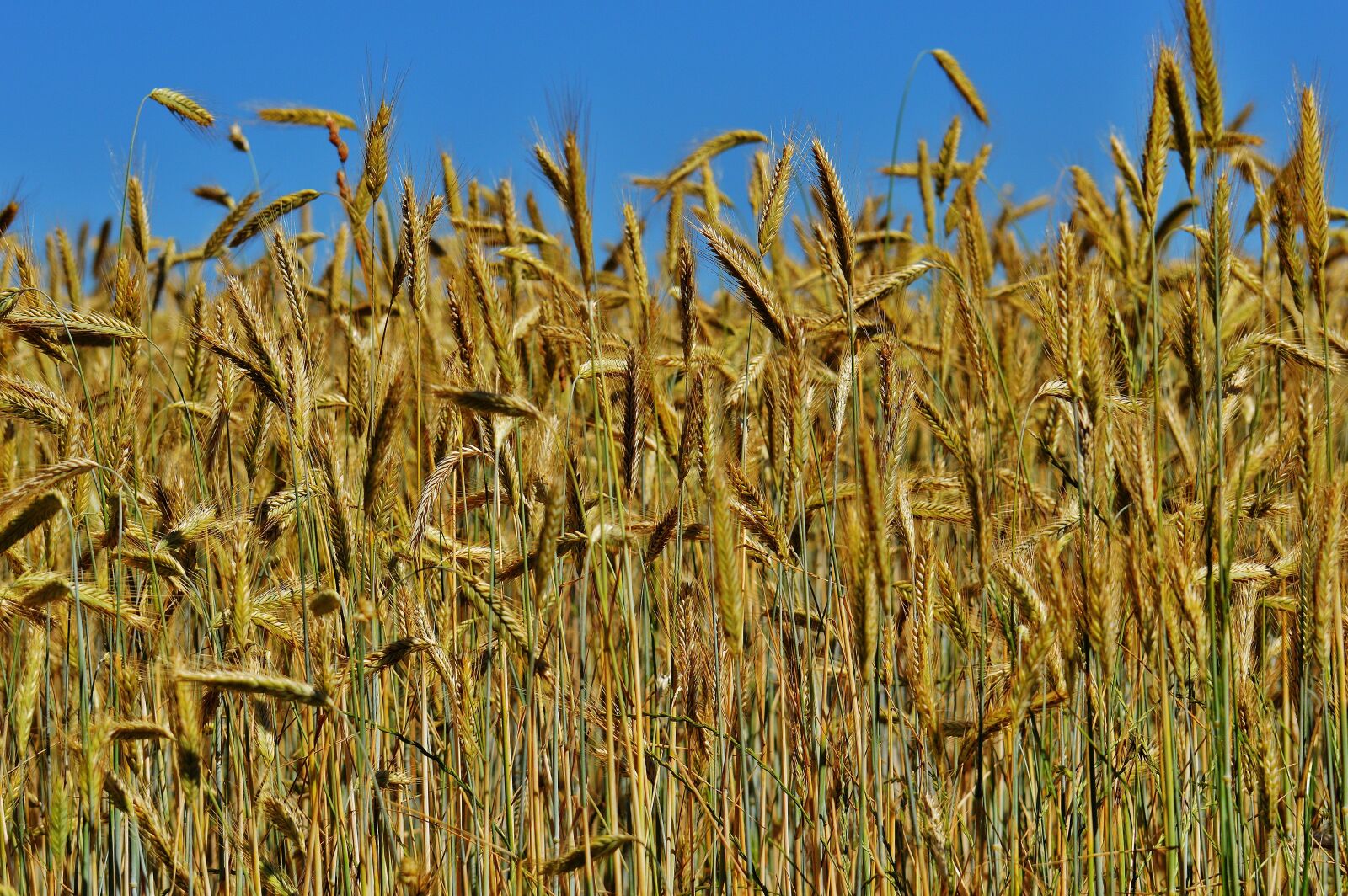 Nikon D3200 sample photo. Grain, cornfield, field photography