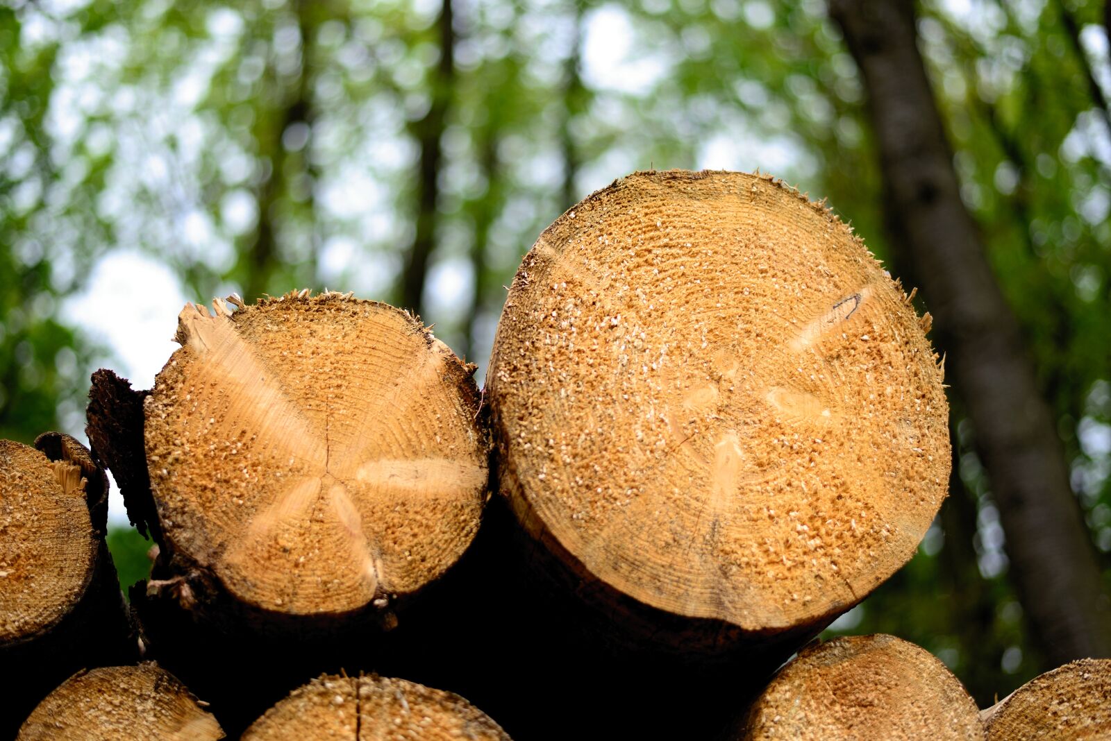 Nikon D610 sample photo. Wood, log, tree trunks photography