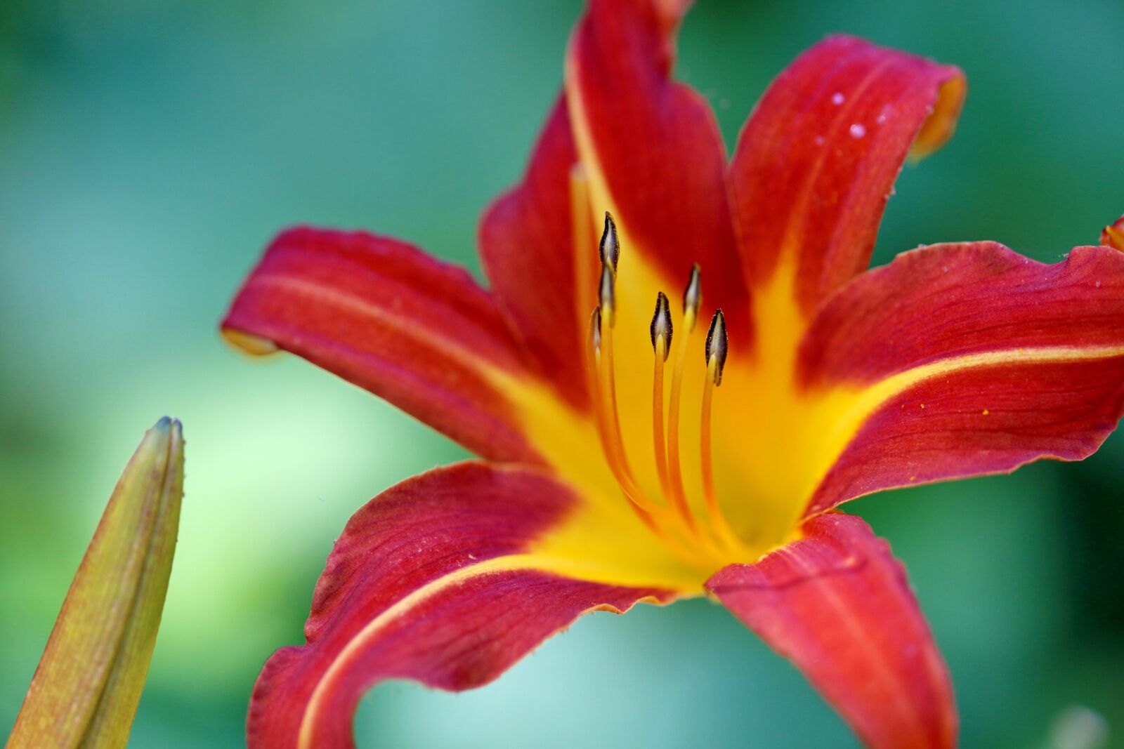 Canon EOS 7D Mark II sample photo. Plants, nature, forest photography
