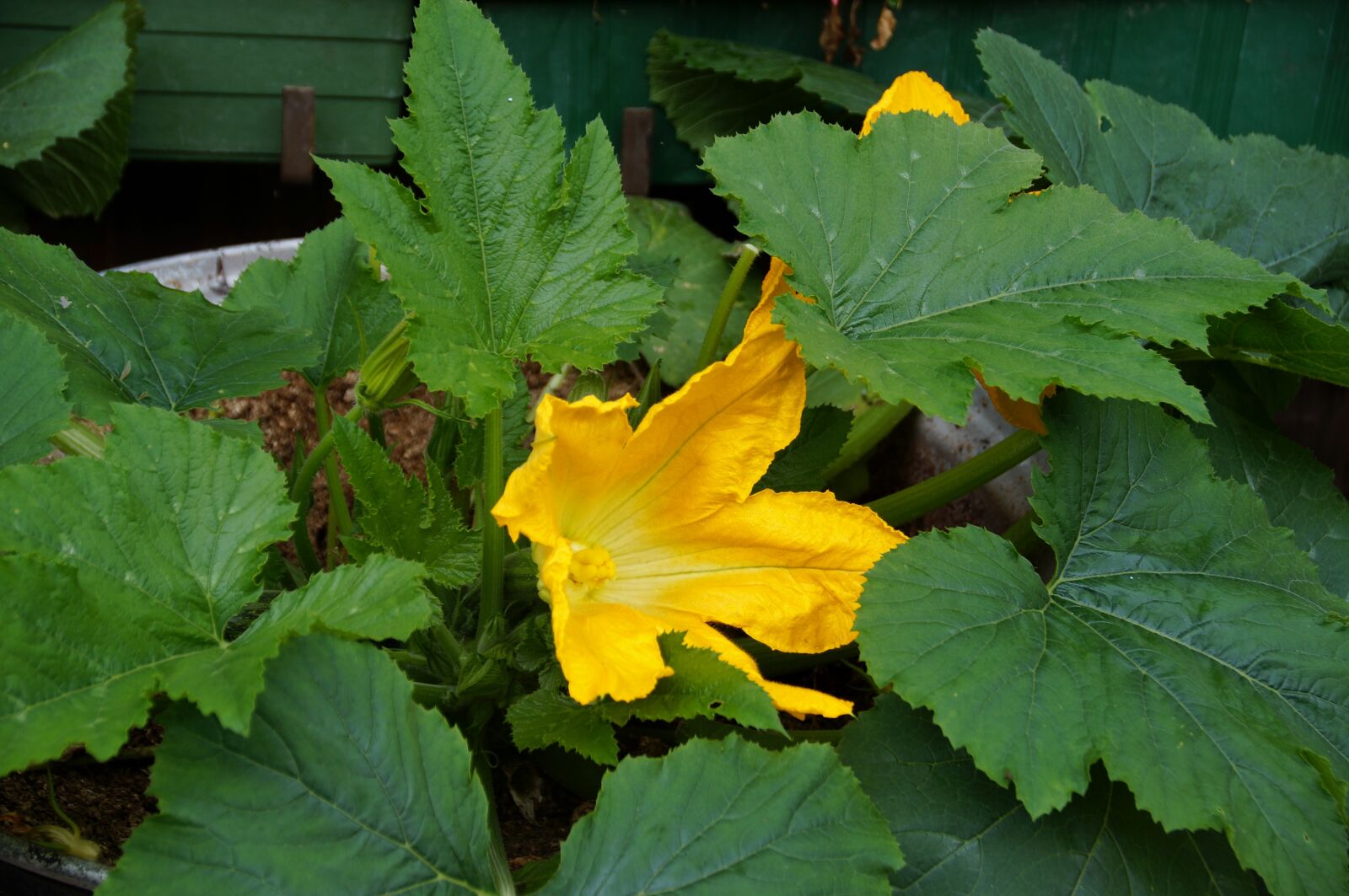 Sony SLT-A58 sample photo. Zucchini, flower, flowering photography