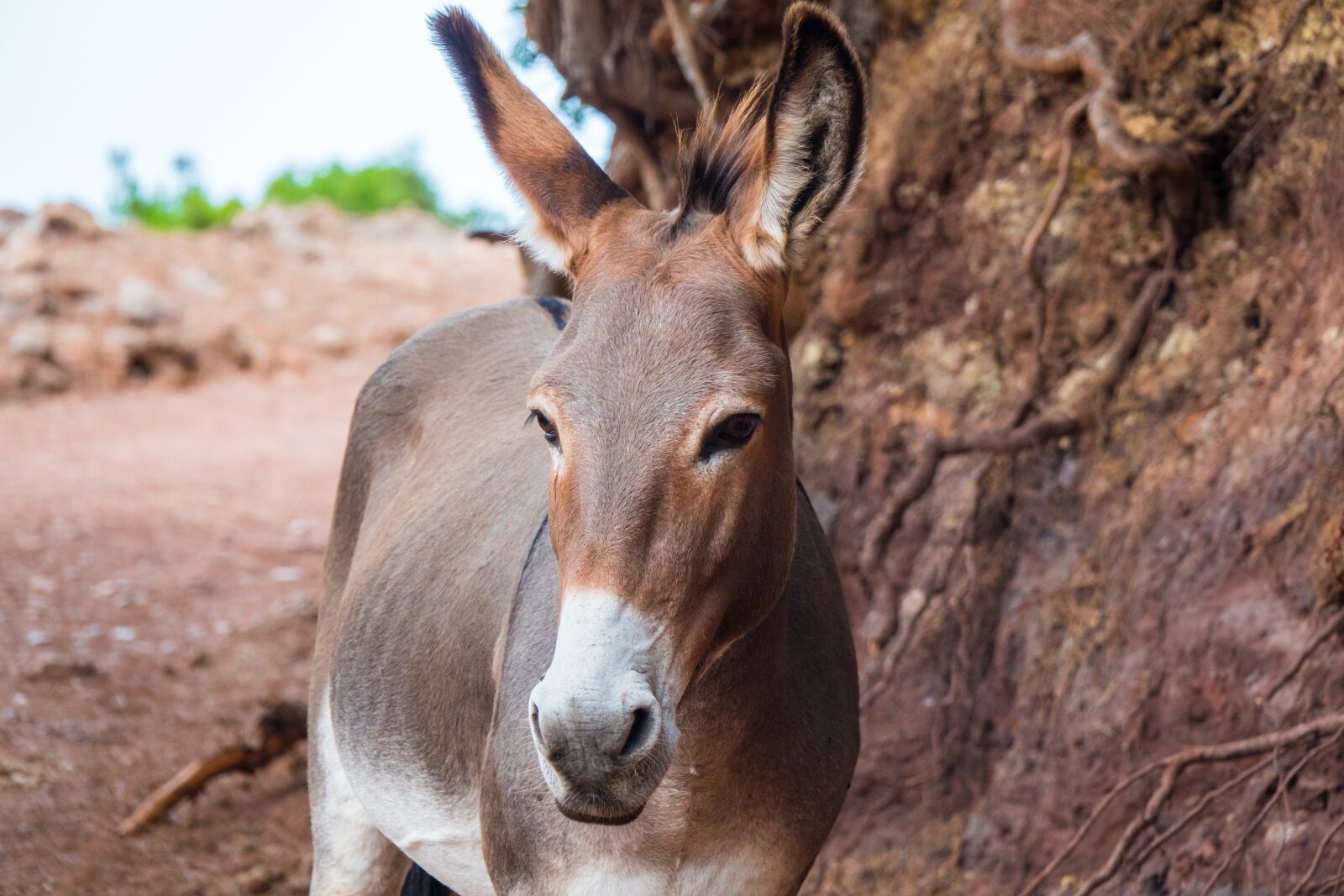 Sony Cyber-shot DSC-RX10 IV sample photo. Donkey, brown, mountain road photography