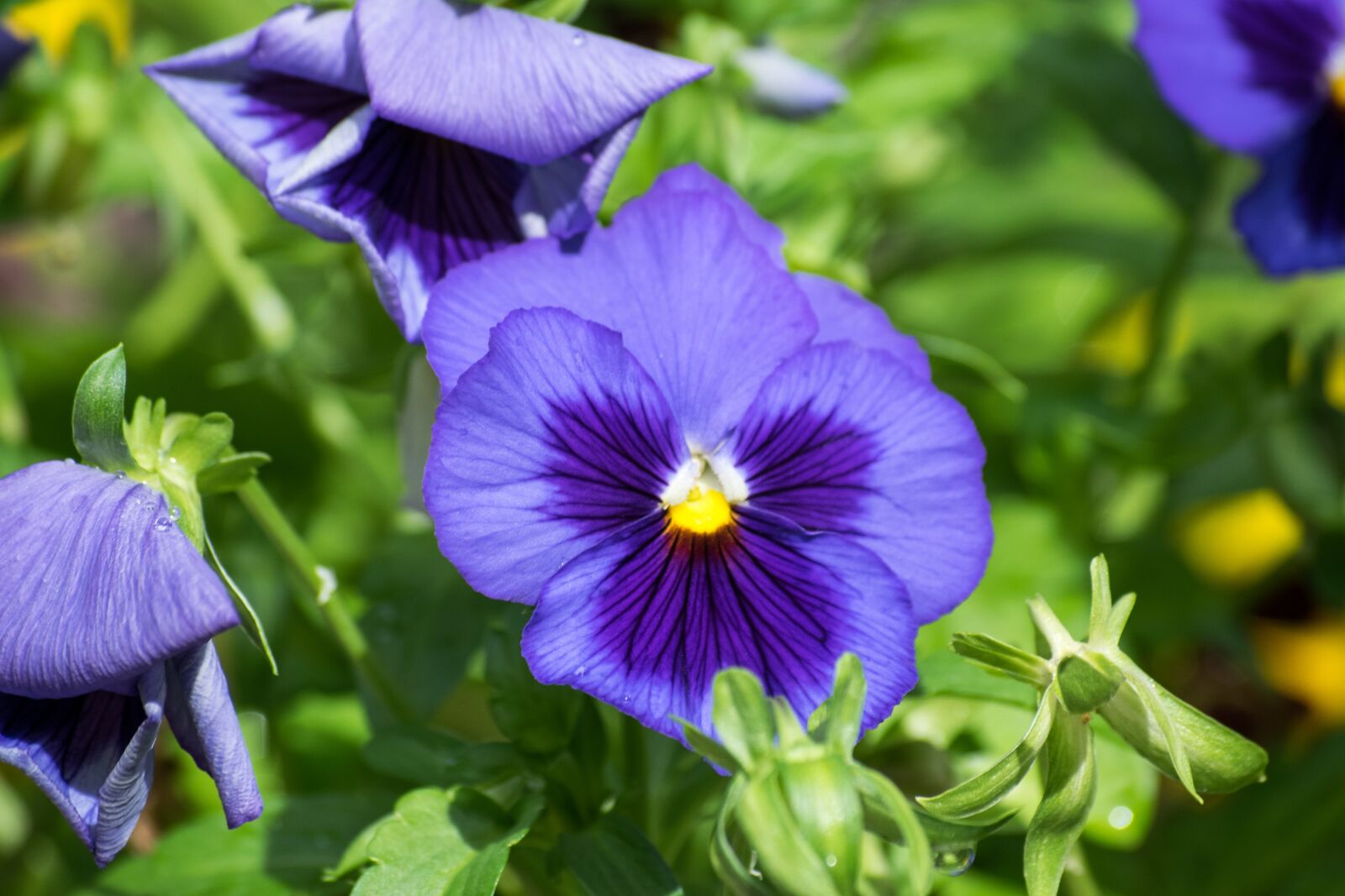 Nikon D5300 sample photo. Flower, blossom, garden photography