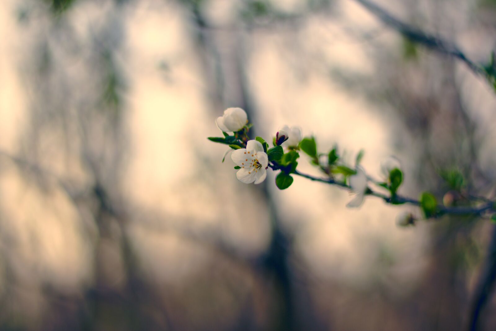 Nikon D5600 sample photo. Flower, flowers, nature photography