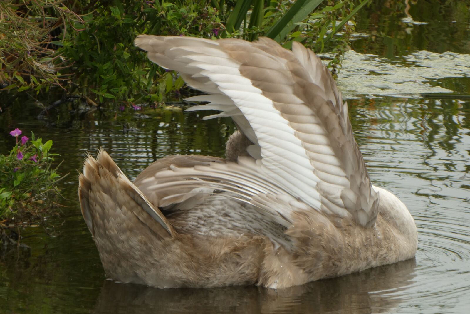 Panasonic Lumix DC-ZS70 (Lumix DC-TZ90) sample photo. Cygnet, feathers, swan photography