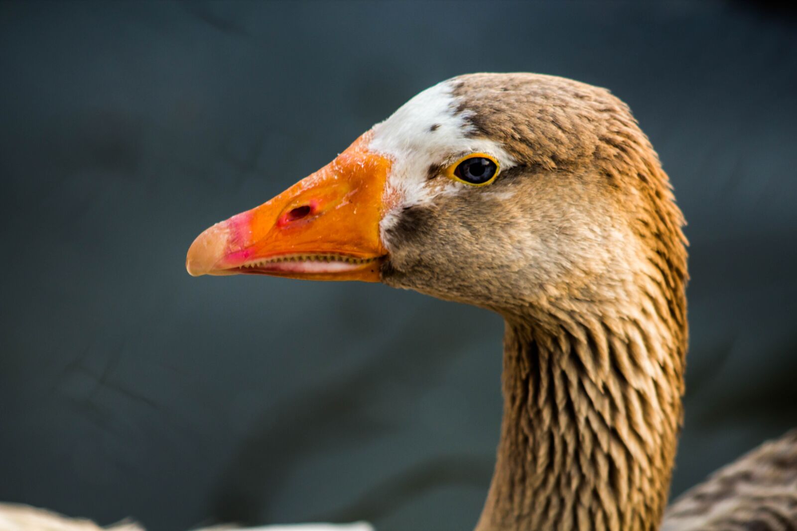 Canon EOS 600D (Rebel EOS T3i / EOS Kiss X5) sample photo. Duck, bird, animal photography