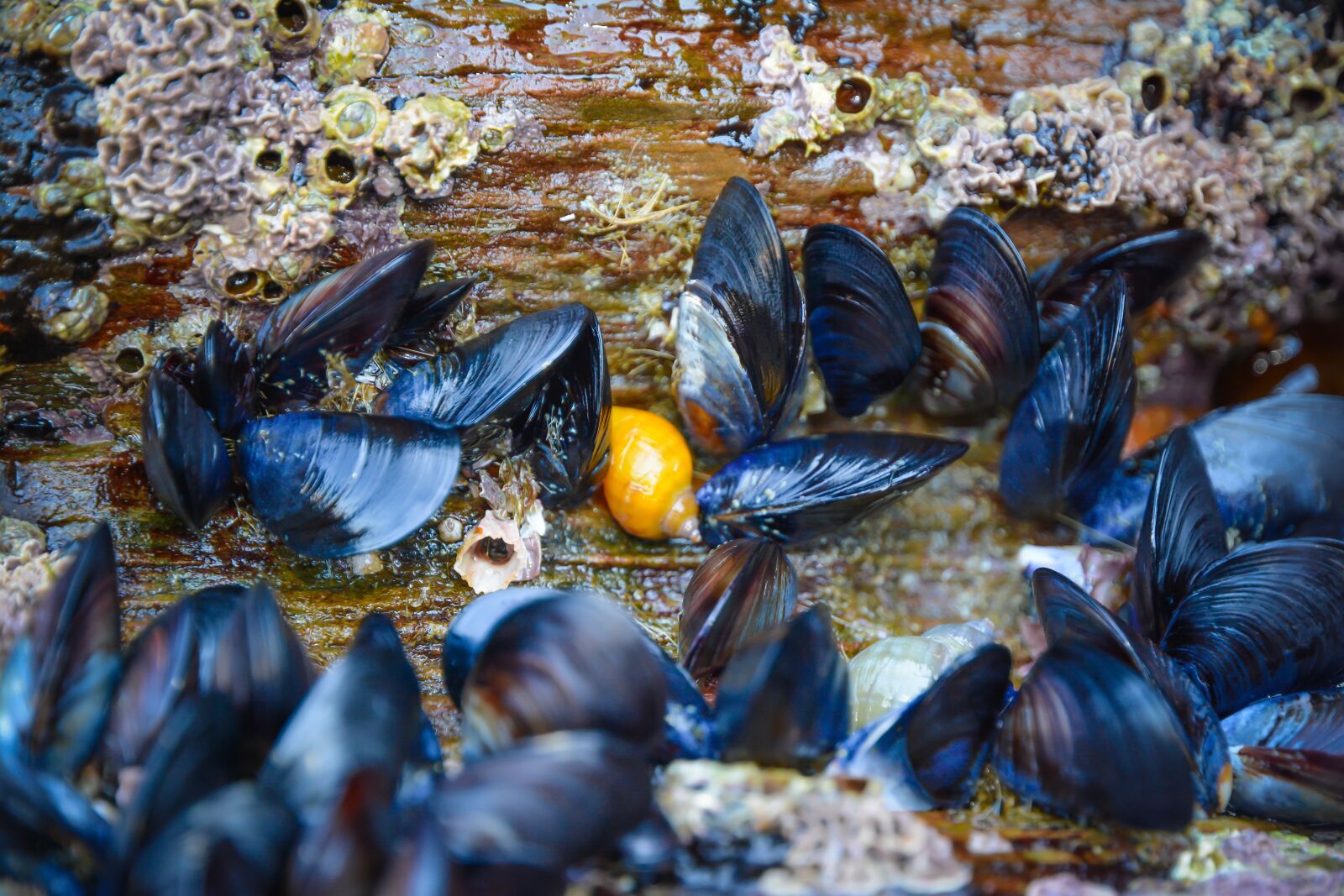 Nikon D7100 sample photo. Mussels, shell, rock photography