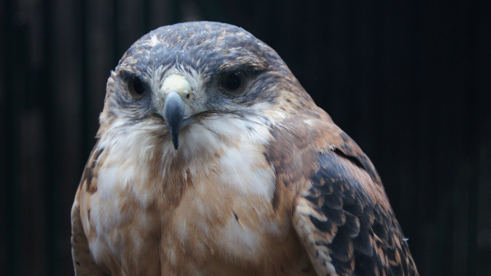 Sony SLT-A55 (SLT-A55V) sample photo. Raptor, bird, nature photography