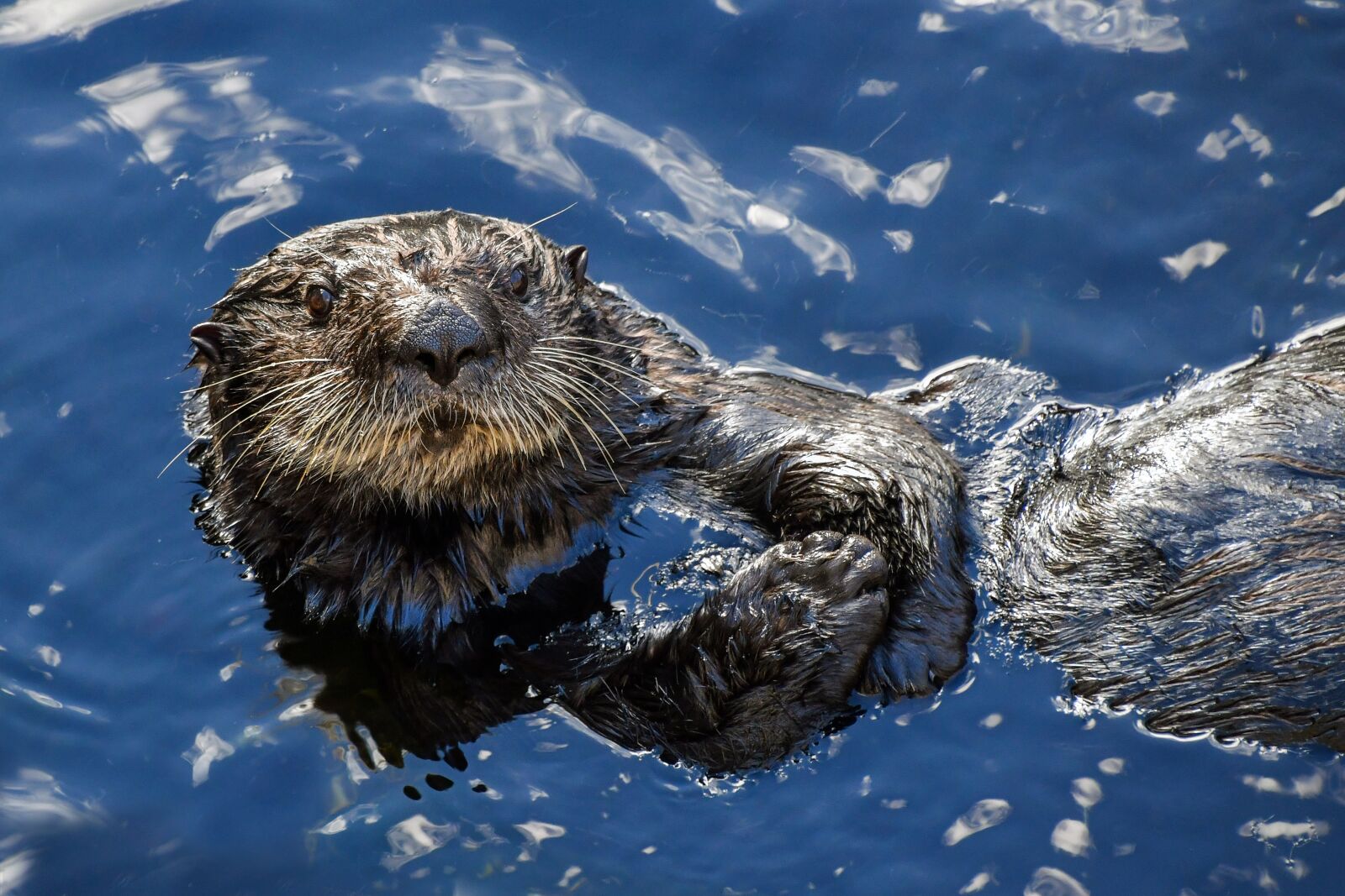 Nikon D500 sample photo. Sea otter, aquatic animal photography