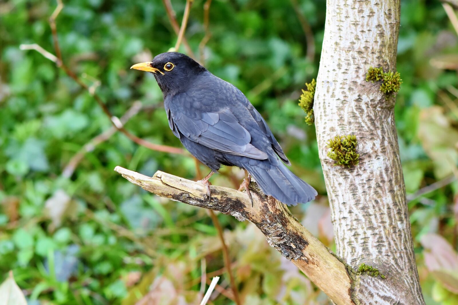 Nikon D7200 sample photo. Blackbird, bird, songbird photography