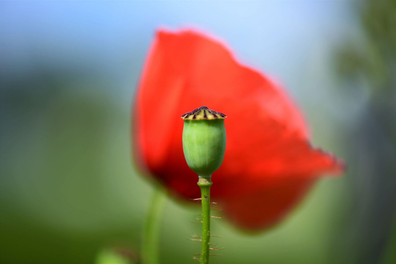 Nikon D610 sample photo. Poppy capsule, spiny, macro photography
