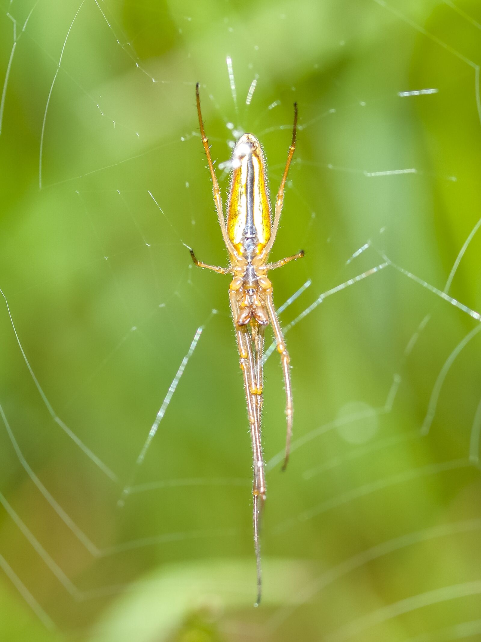Olympus E-3 sample photo. Strecker spider, spider, nature photography