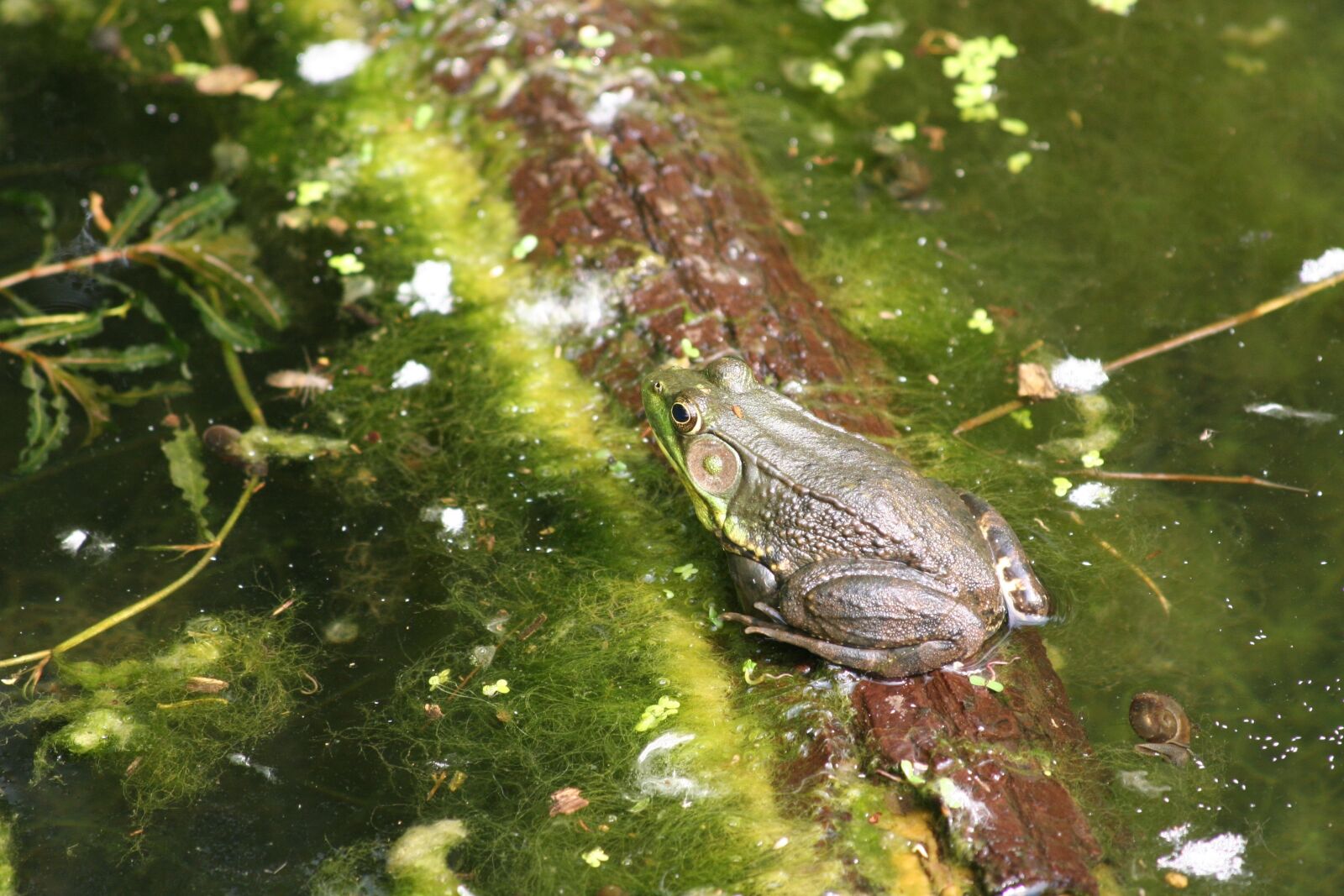 Canon EOS 350D (EOS Digital Rebel XT / EOS Kiss Digital N) sample photo. Frog, zoo, water photography