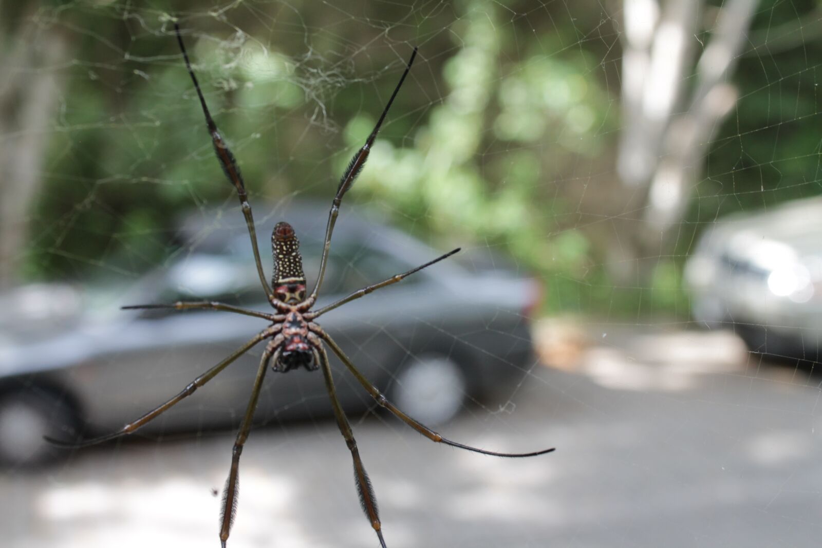 Canon EOS 1100D (EOS Rebel T3 / EOS Kiss X50) sample photo. Spider, fear, nature photography