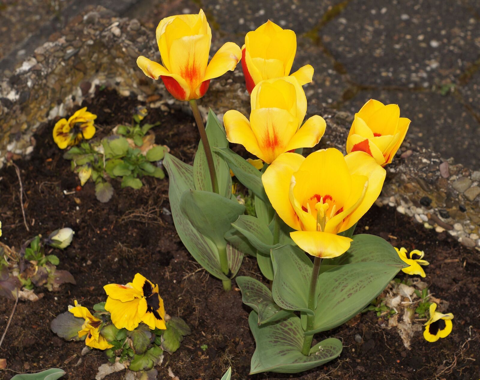 Sony SLT-A58 sample photo. Tulip, holland, spring photography