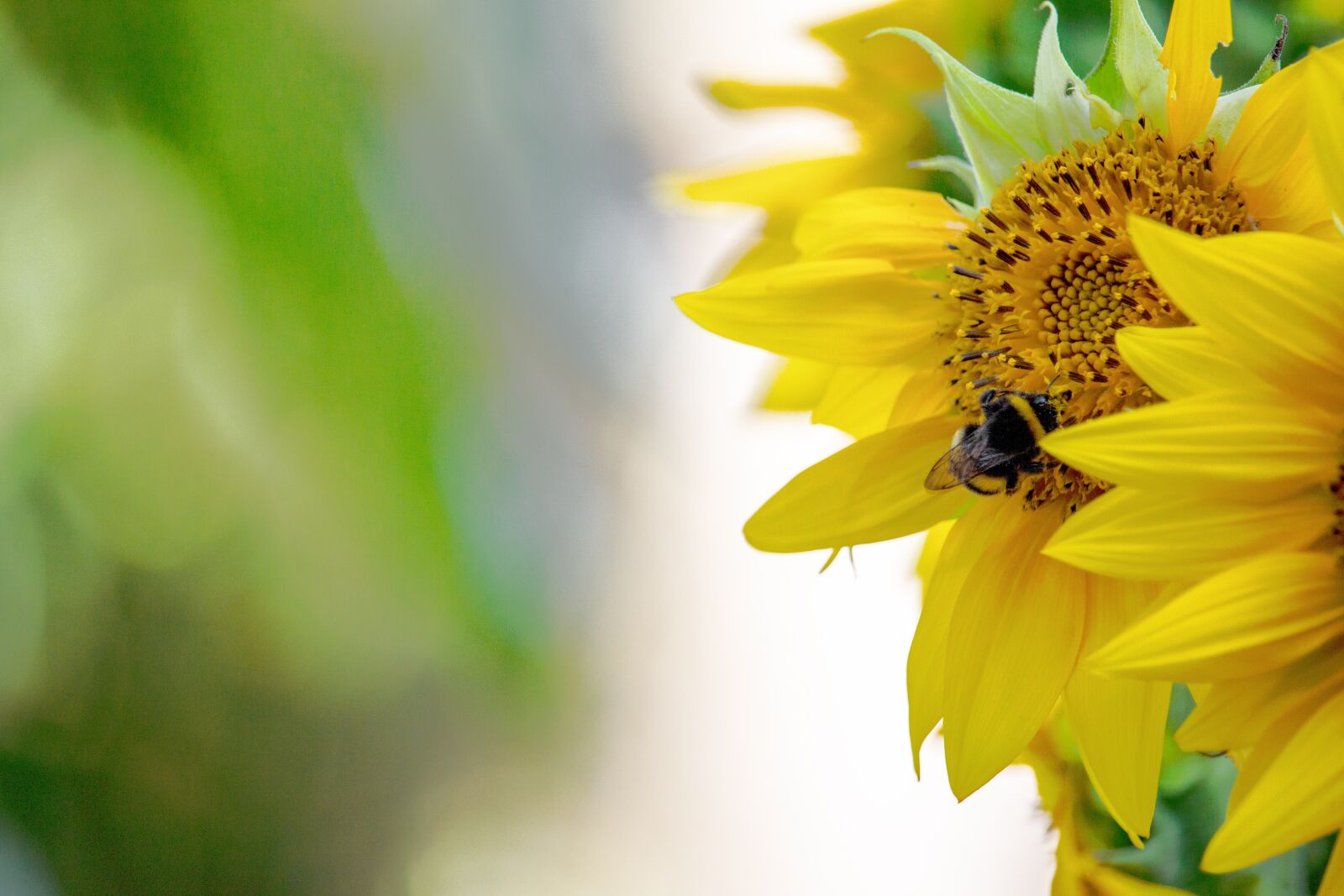 Canon EF-S 55-250mm F4-5.6 IS STM sample photo. Sunflower, hummel, pollen photography