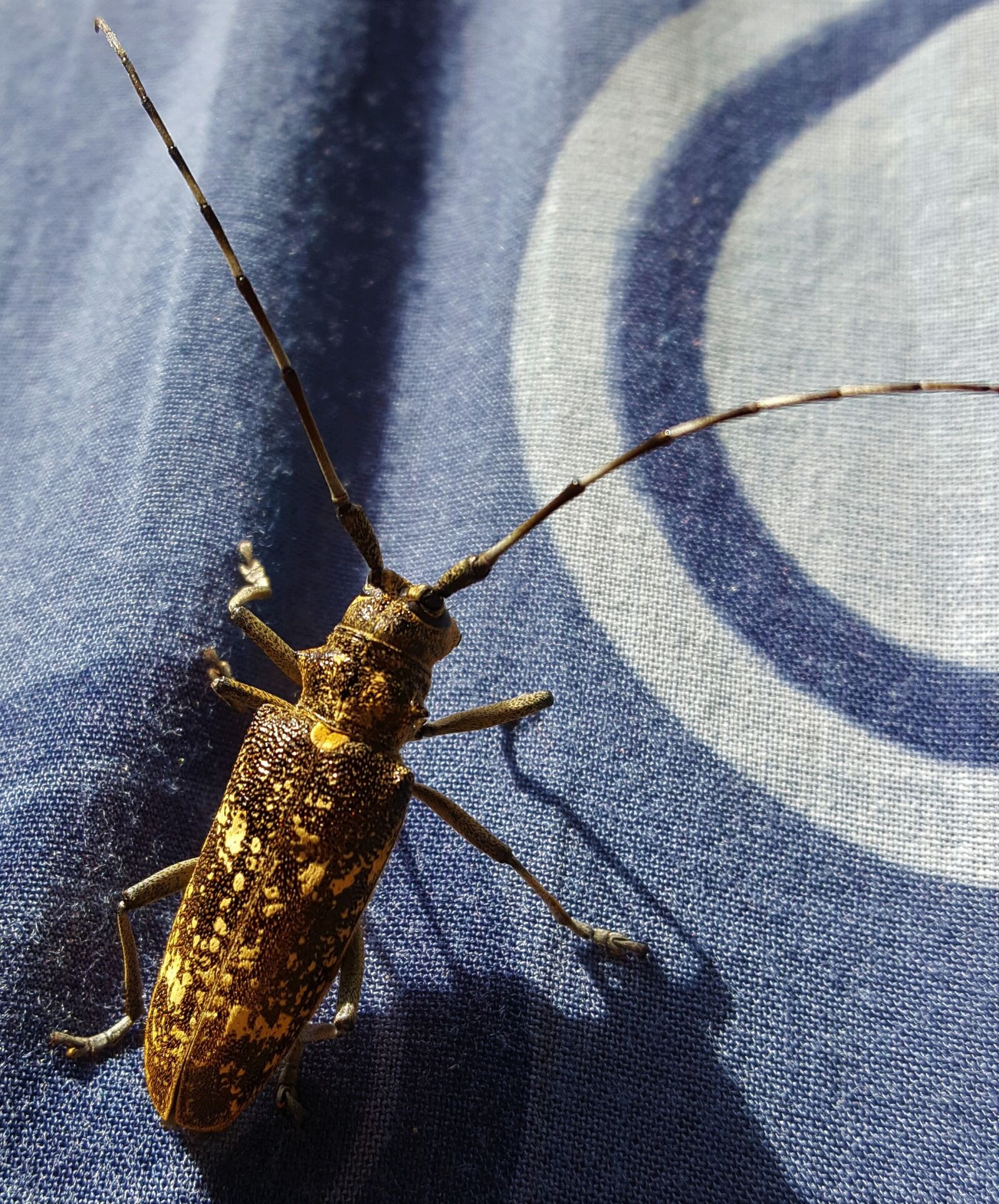 Samsung Galaxy S6 sample photo. Insect, macro, cricket photography