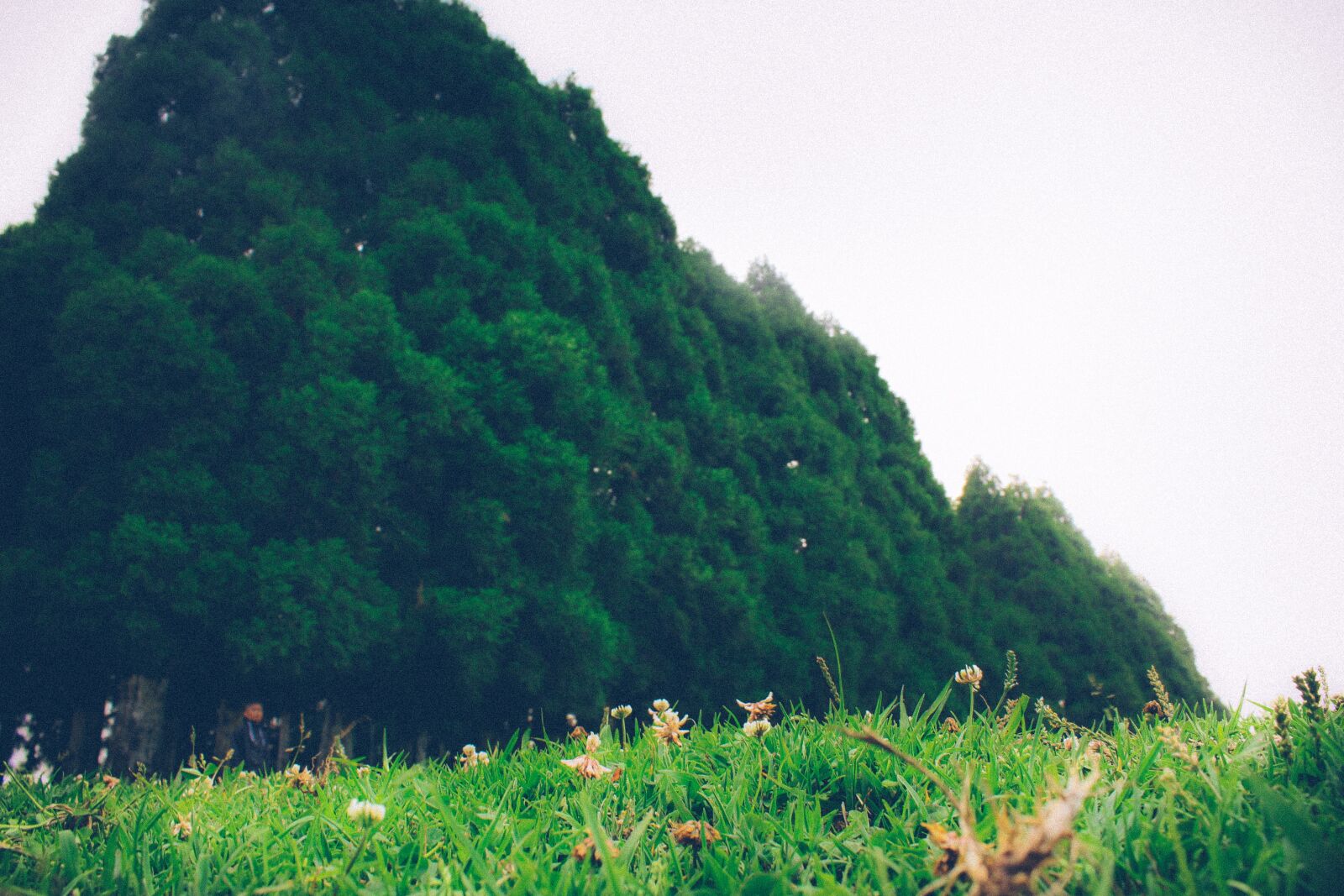 Canon EOS 700D (EOS Rebel T5i / EOS Kiss X7i) sample photo. Smit, shillong, tree photography