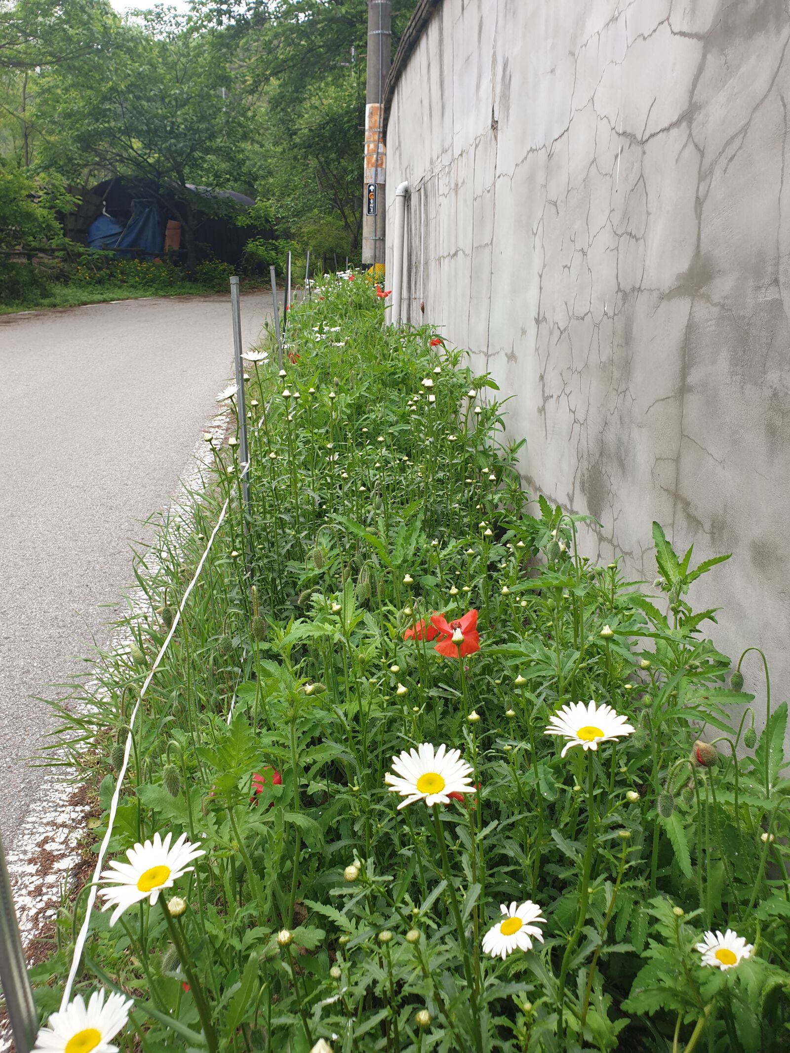 Samsung Galaxy Note9 sample photo. Flower, road, wall photography