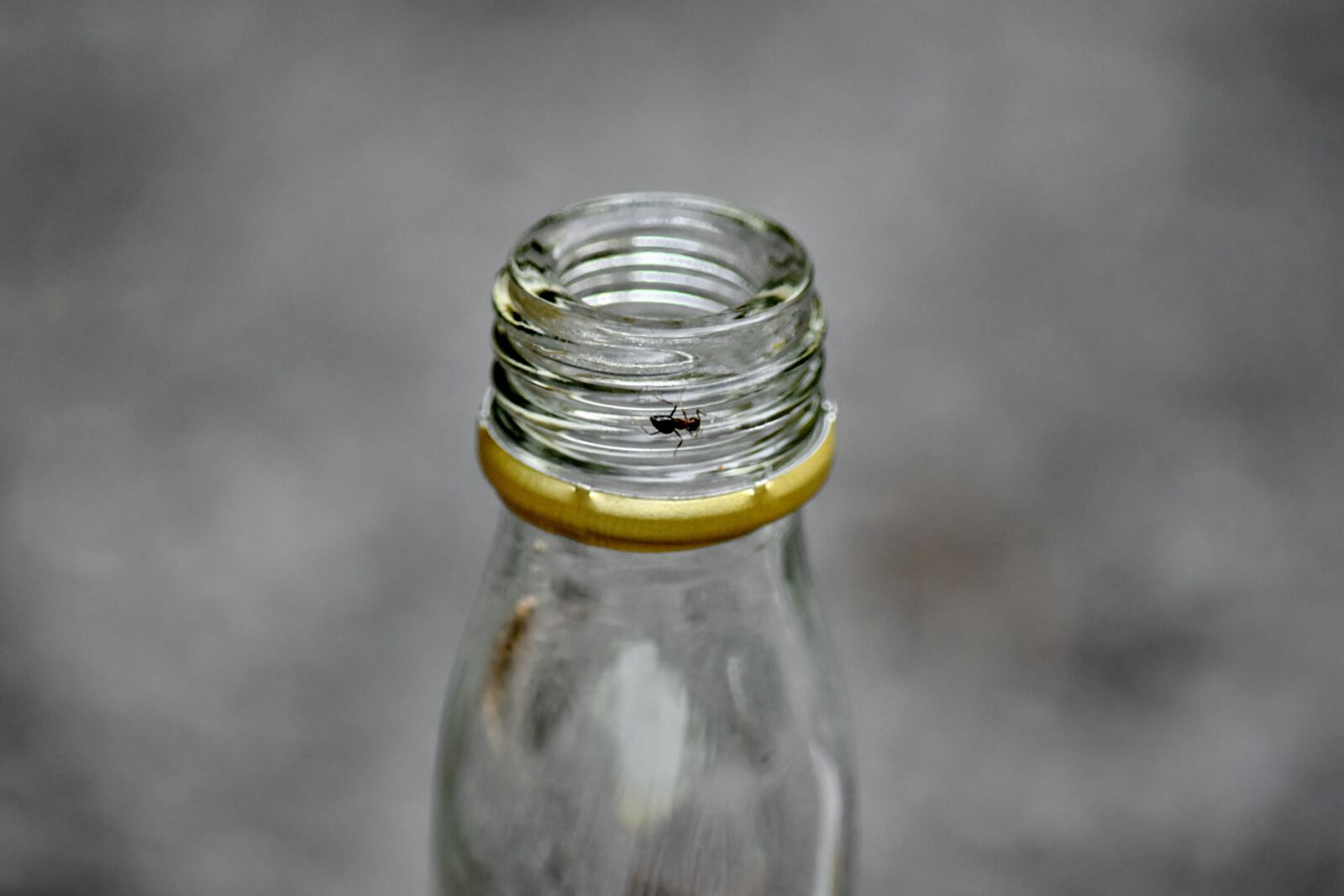 Nikon D5500 sample photo. Ants, bottle, insect, container photography