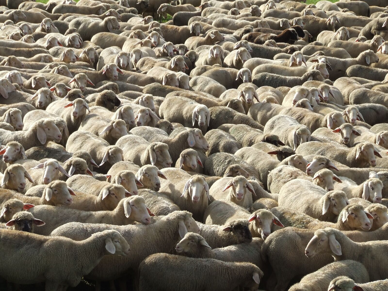 Fujifilm FinePix S5600 sample photo. Flock of sheep, sch photography