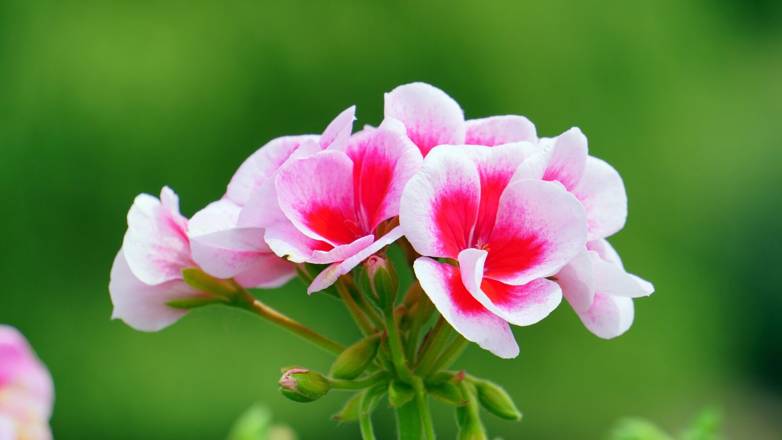 Sony E 55-210mm F4.5-6.3 OSS sample photo. Flower, pink, pink flowers photography