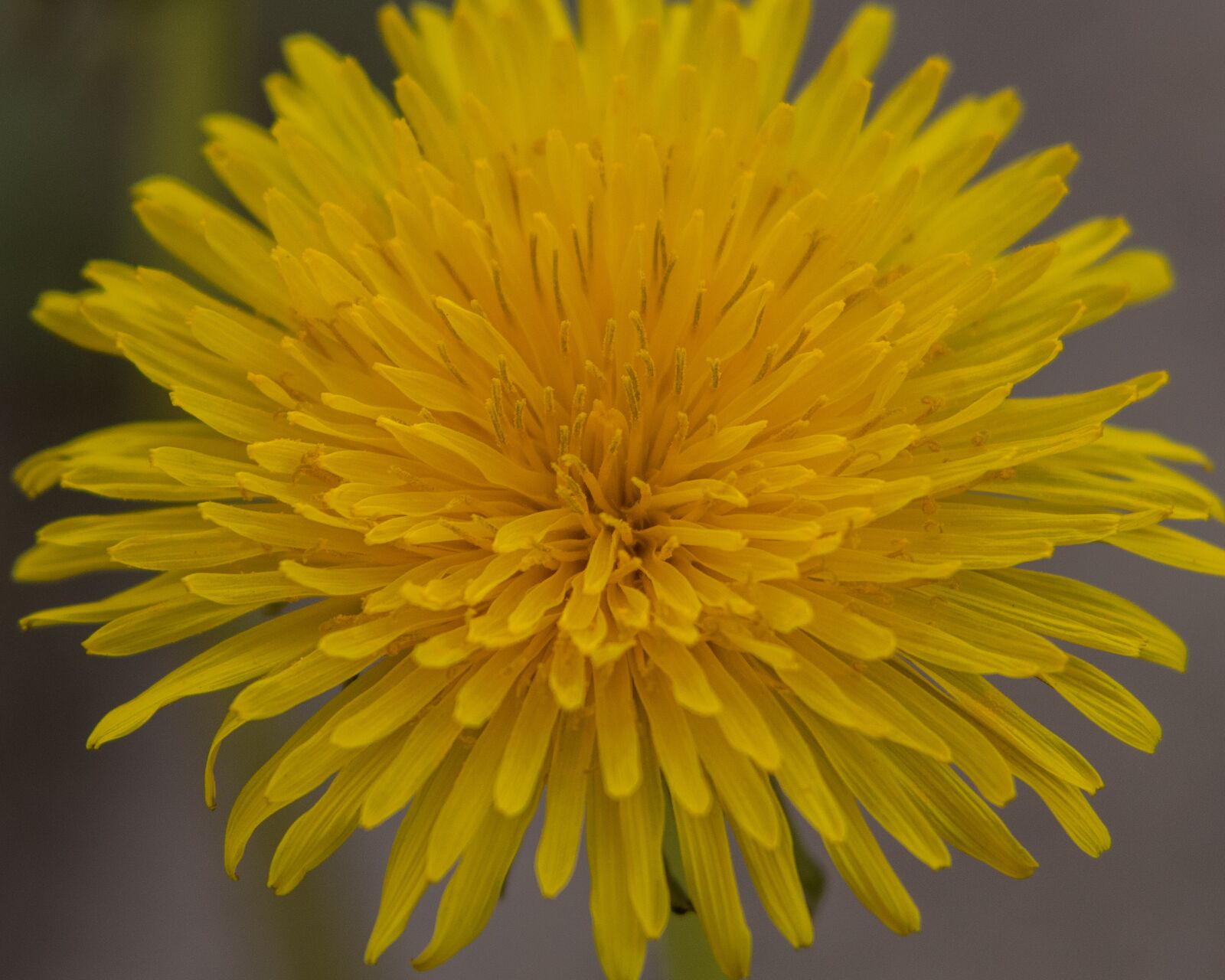 Tamron SP AF 70-200mm F2.8 Di LD (IF) MACRO sample photo. Dandelion, blossom, bloom photography