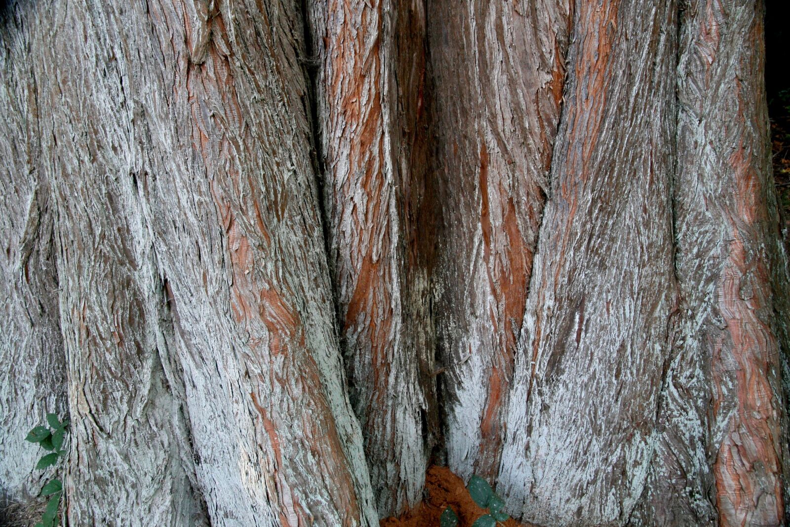 Canon EOS 400D (EOS Digital Rebel XTi / EOS Kiss Digital X) sample photo. Wood, bark, tree bark photography