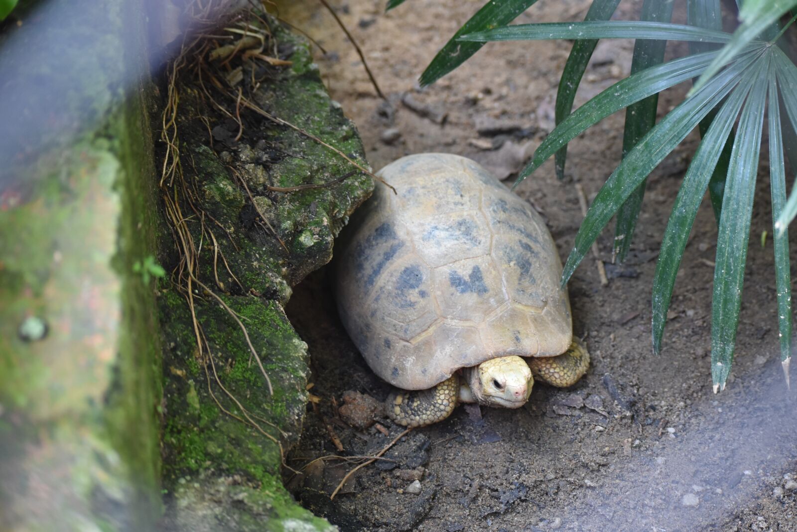 Nikon D3400 sample photo. Tortoise, zoo, animal photography