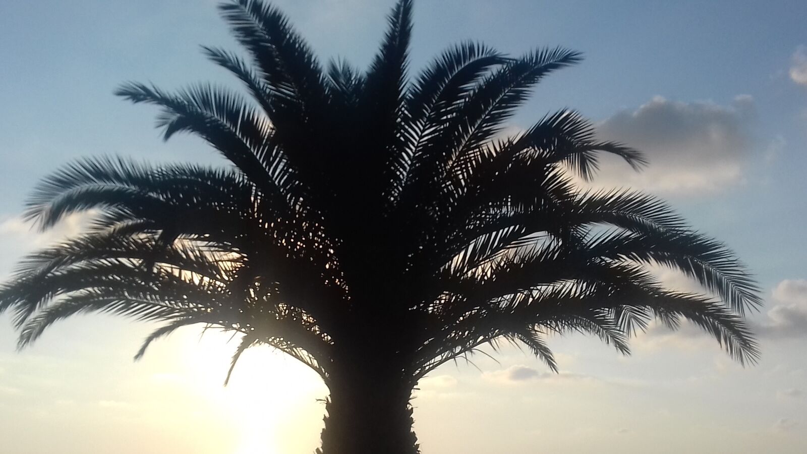 Samsung Galaxy J3(2016) sample photo. Palm, sunset, ocean photography