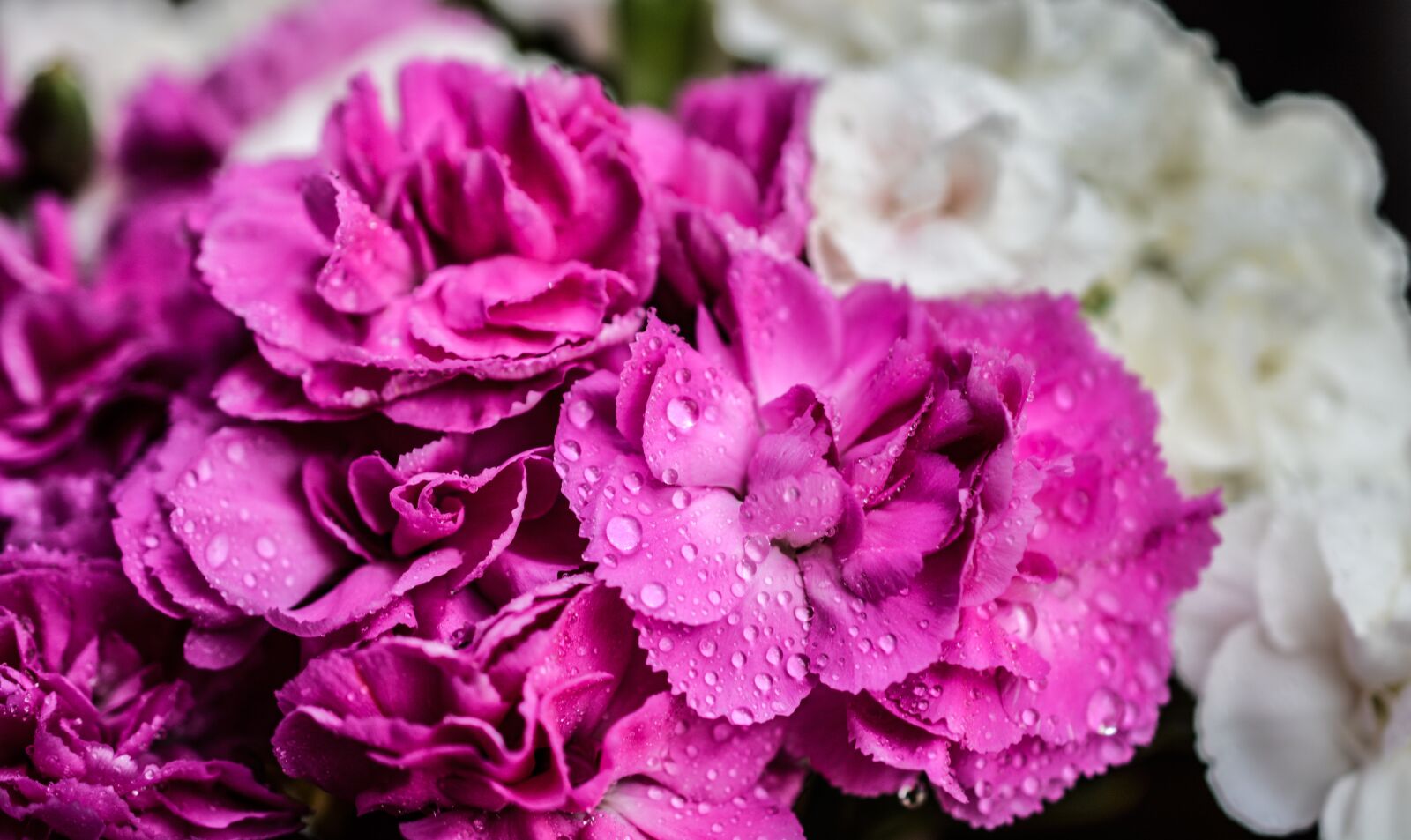 Nikon D5200 sample photo. Carnation, flowers, purple photography