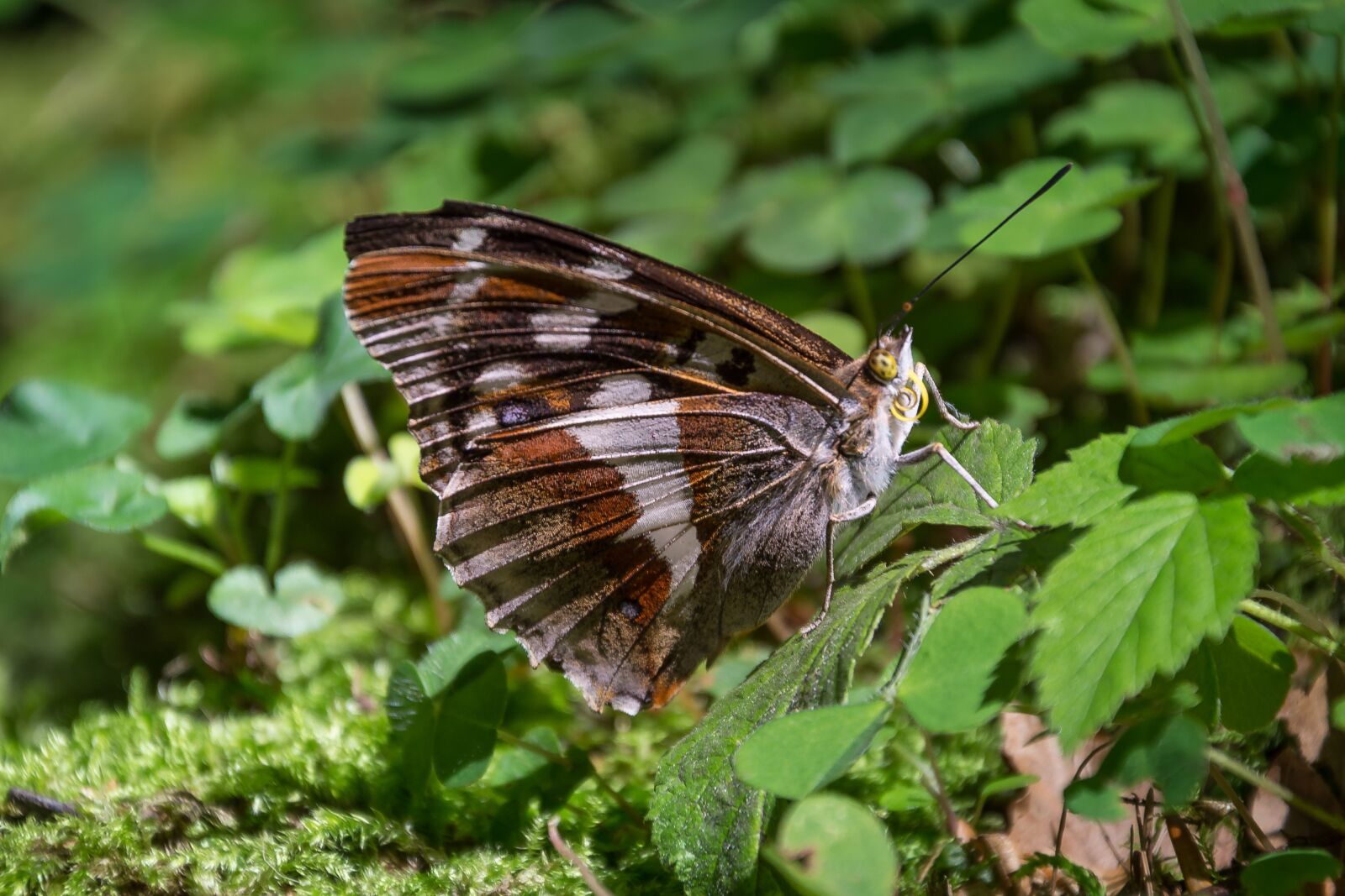 Nikon D7200 sample photo. Butterfly, macro, diestel falter photography