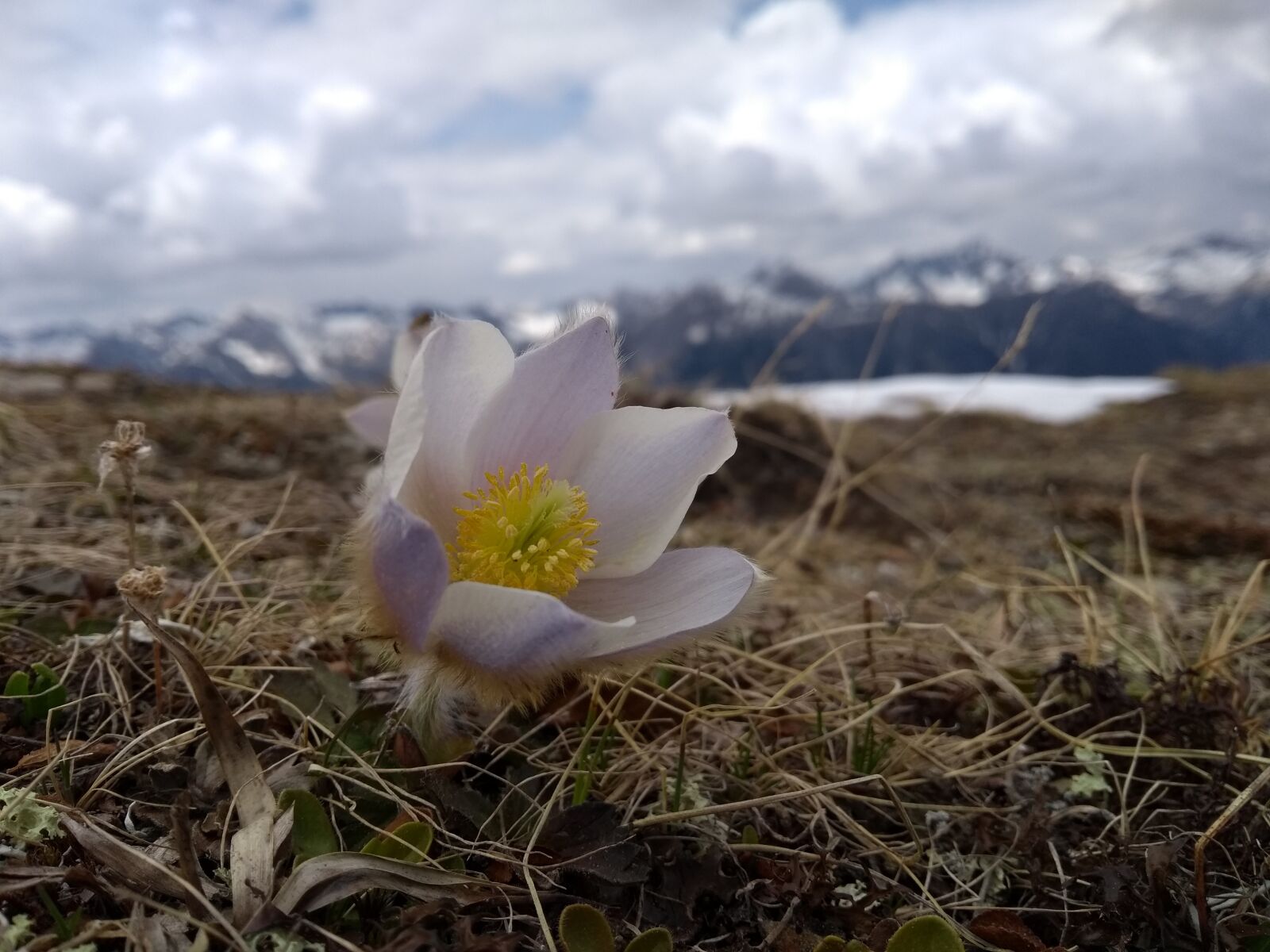 Motorola Moto G (5th Gen) sample photo. Flower, nature, plant photography