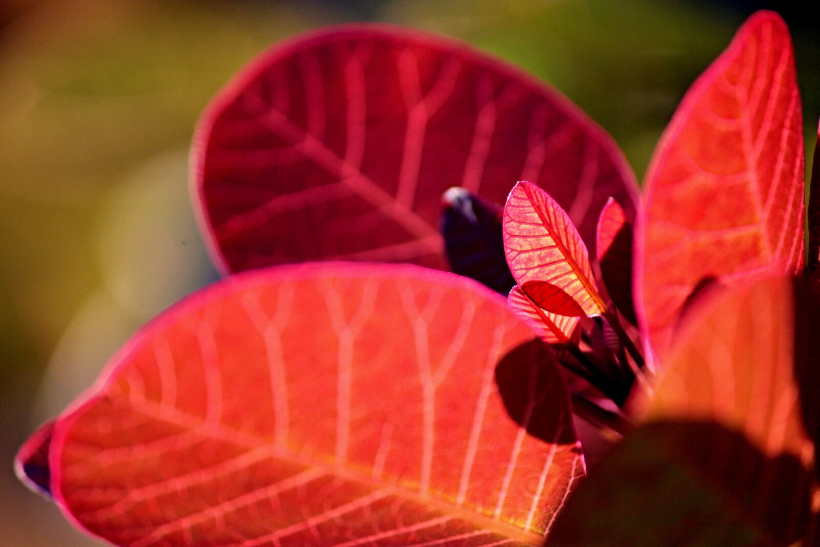 Canon EOS 1100D (EOS Rebel T3 / EOS Kiss X50) sample photo. Ornamental shrub, leaves, red photography