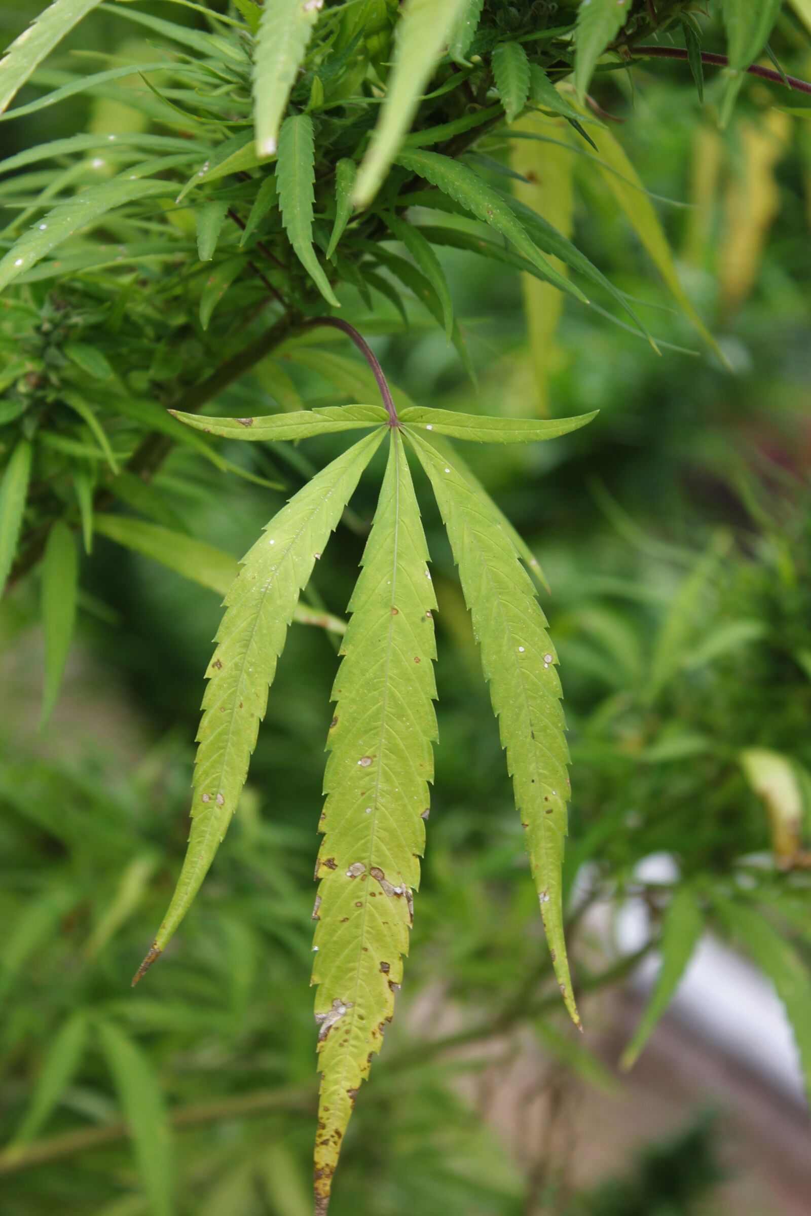 Canon EOS 550D (EOS Rebel T2i / EOS Kiss X4) sample photo. Hemp, leaf, plant photography