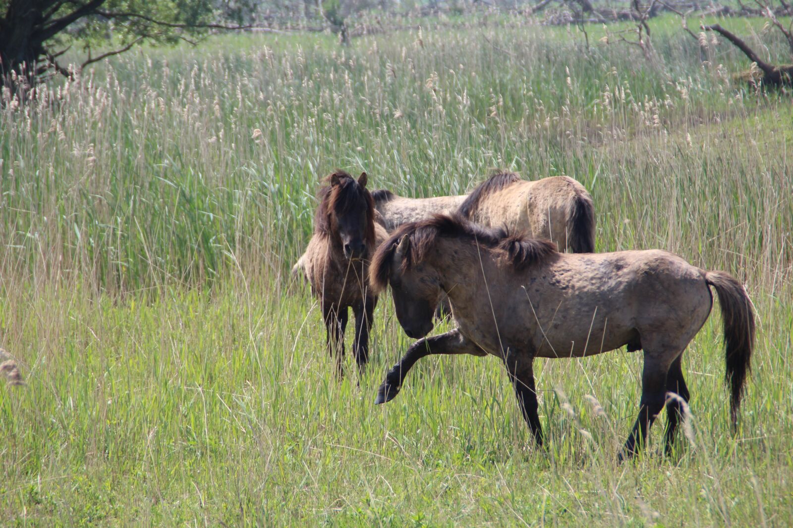 Canon EOS 650D (EOS Rebel T4i / EOS Kiss X6i) sample photo. Oostvaardersplassen, wild horses, horses photography