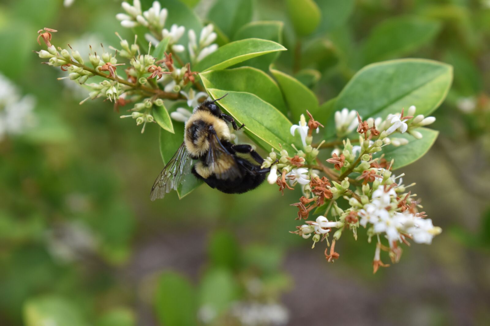 Nikon D5500 sample photo. Bee, bumblebee, flower photography