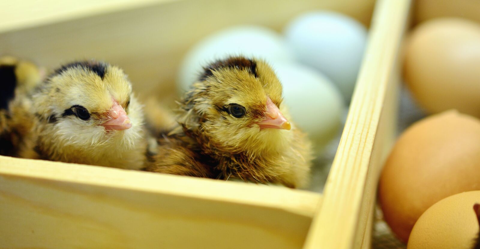 Nikon D5200 sample photo. Egg, barrier, box, chicken photography