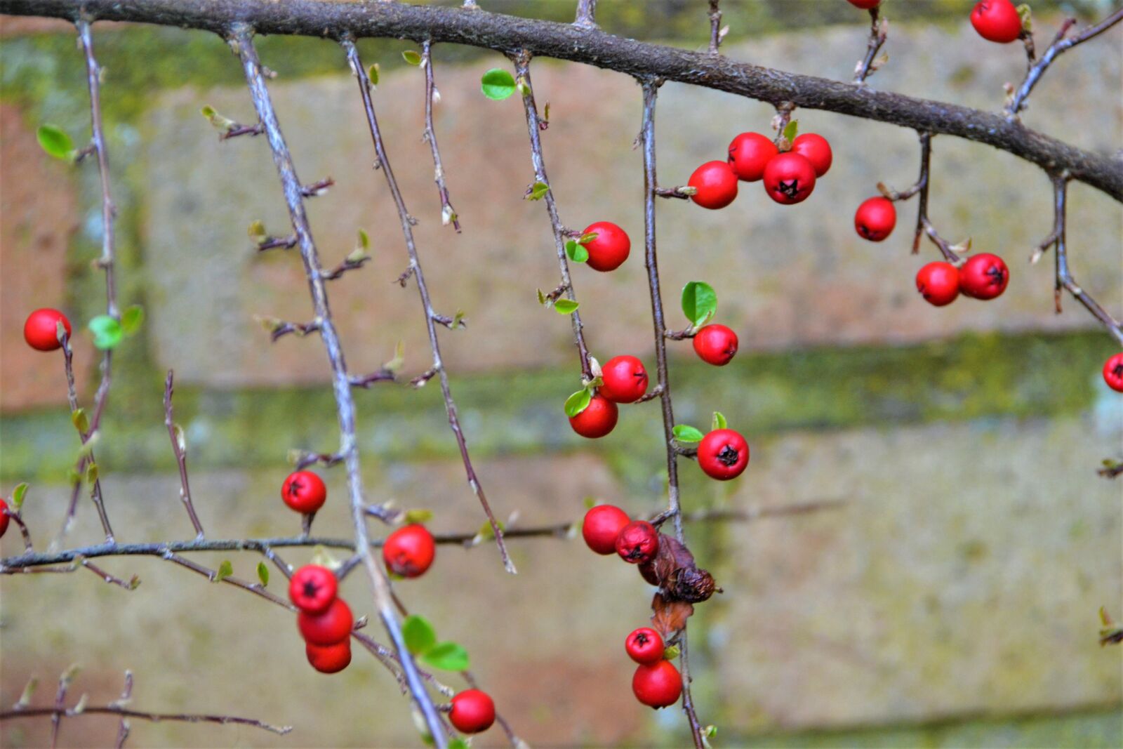 Nikon D3100 sample photo. Fruit, branch, wall photography