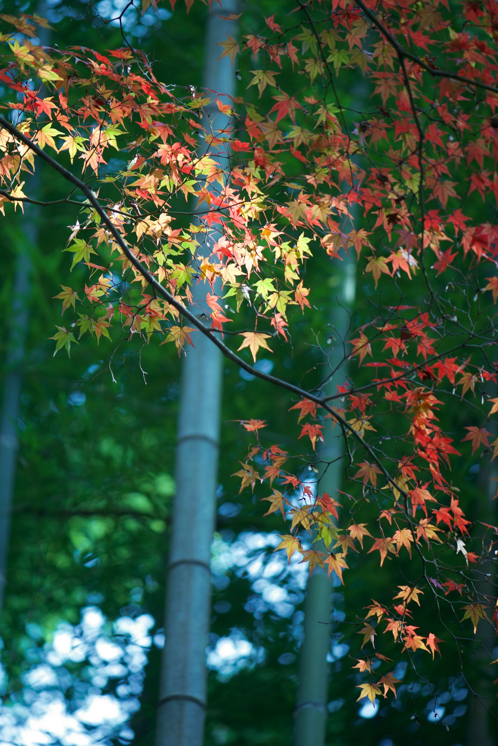 Nikon D800 + Nikon AF-S Micro-Nikkor 105mm F2.8G IF-ED VR sample photo. Autumn, natural, tree photography