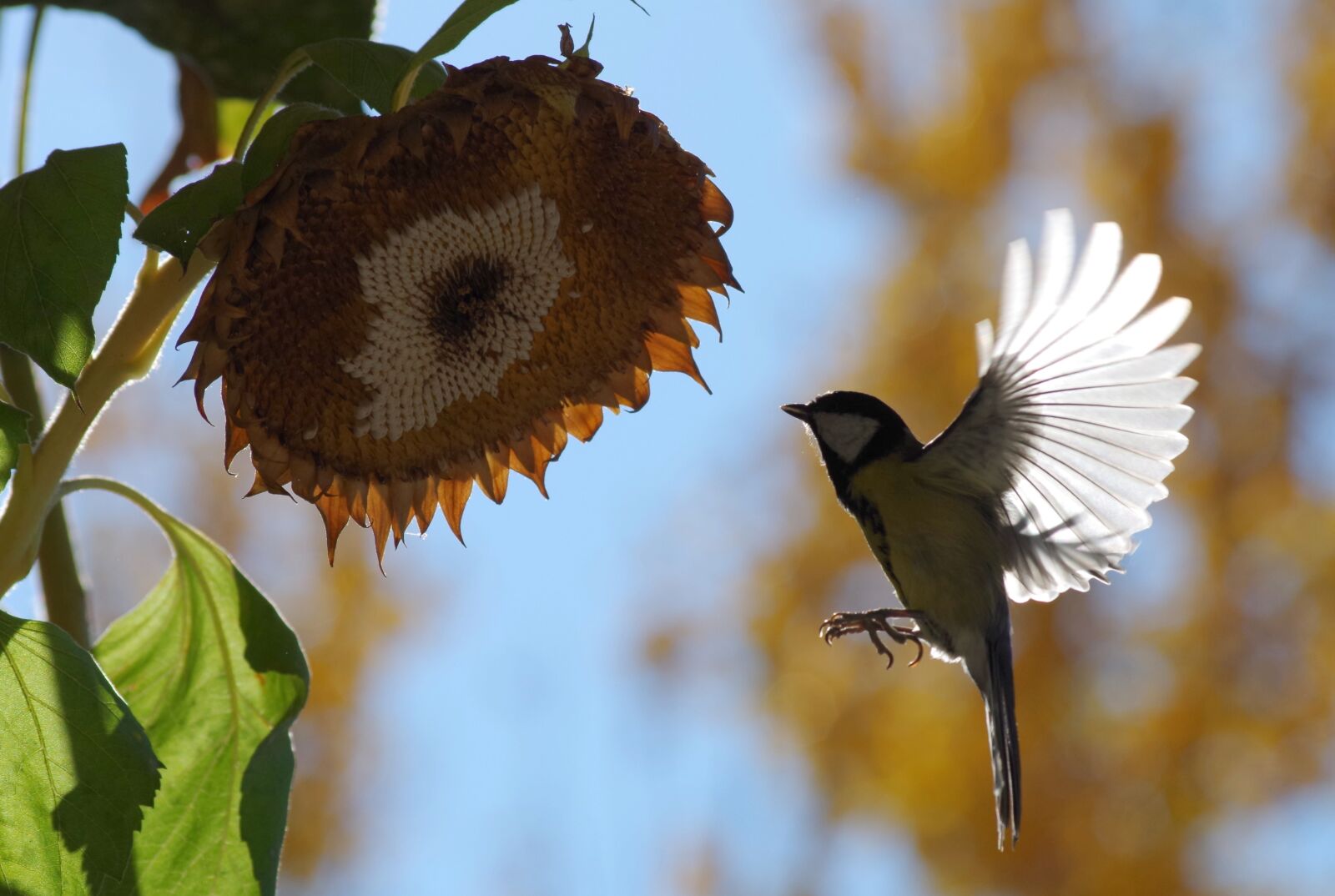 Pentax K-30 sample photo. Light, tit, wing photography