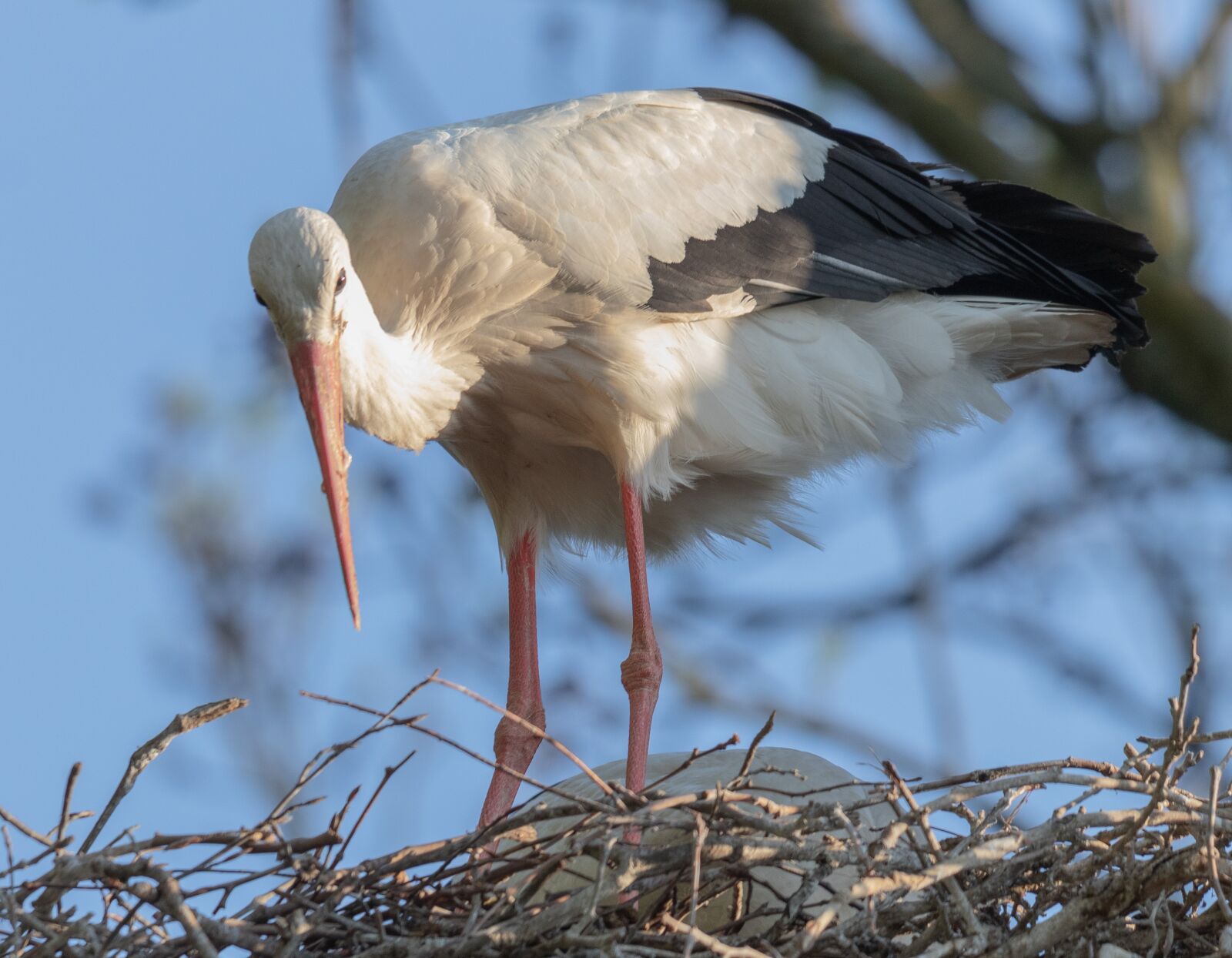 Canon EOS 80D sample photo. Stork, nest, bird photography