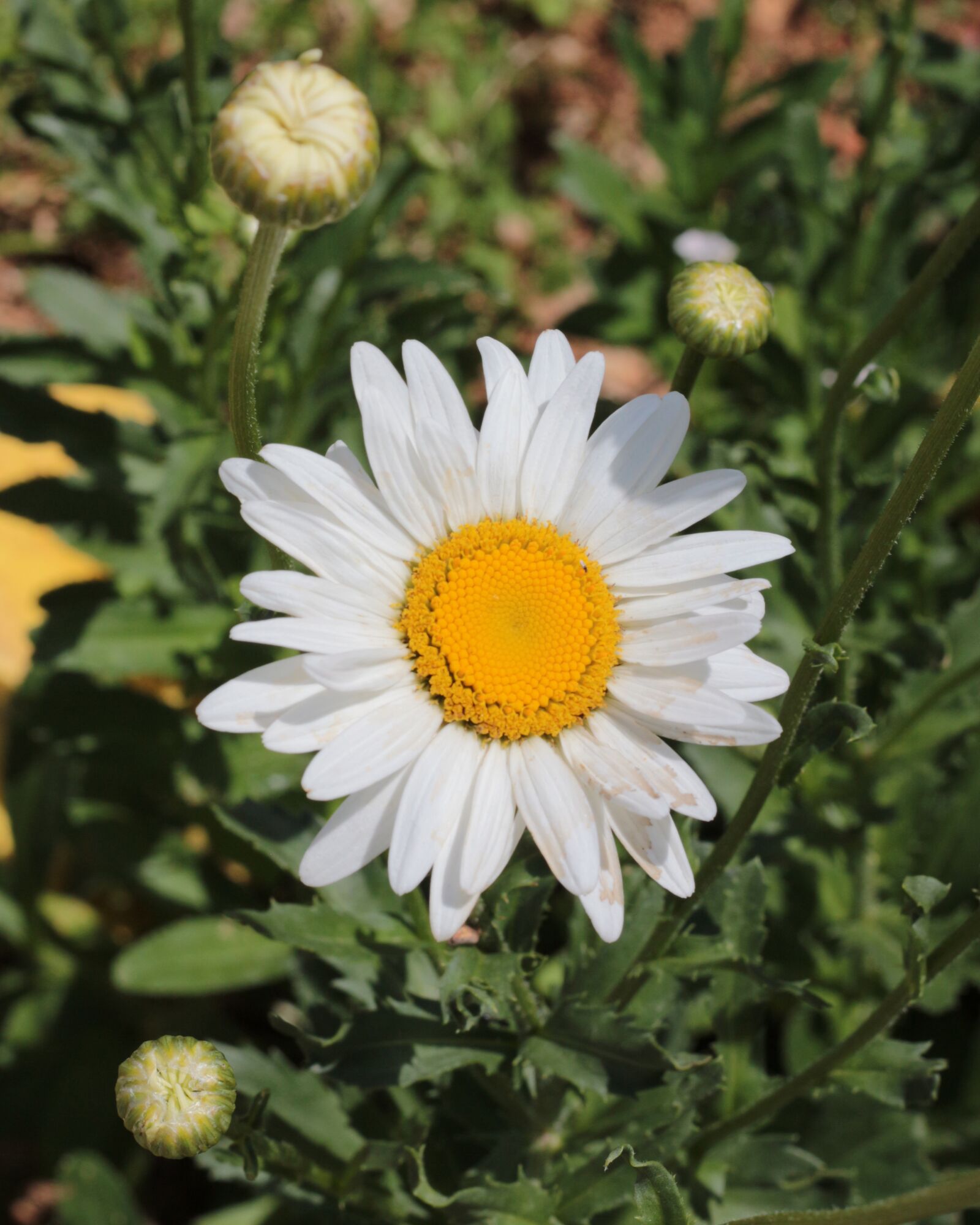 Canon EOS 700D (EOS Rebel T5i / EOS Kiss X7i) sample photo. Daisy, white flower, margaret photography