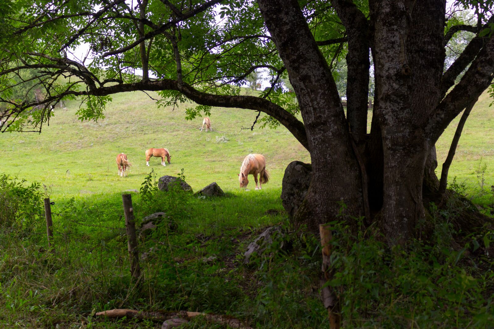 Canon EOS 60D + Canon EF-S 18-55mm F3.5-5.6 IS STM sample photo. Landscape, horses, view photography